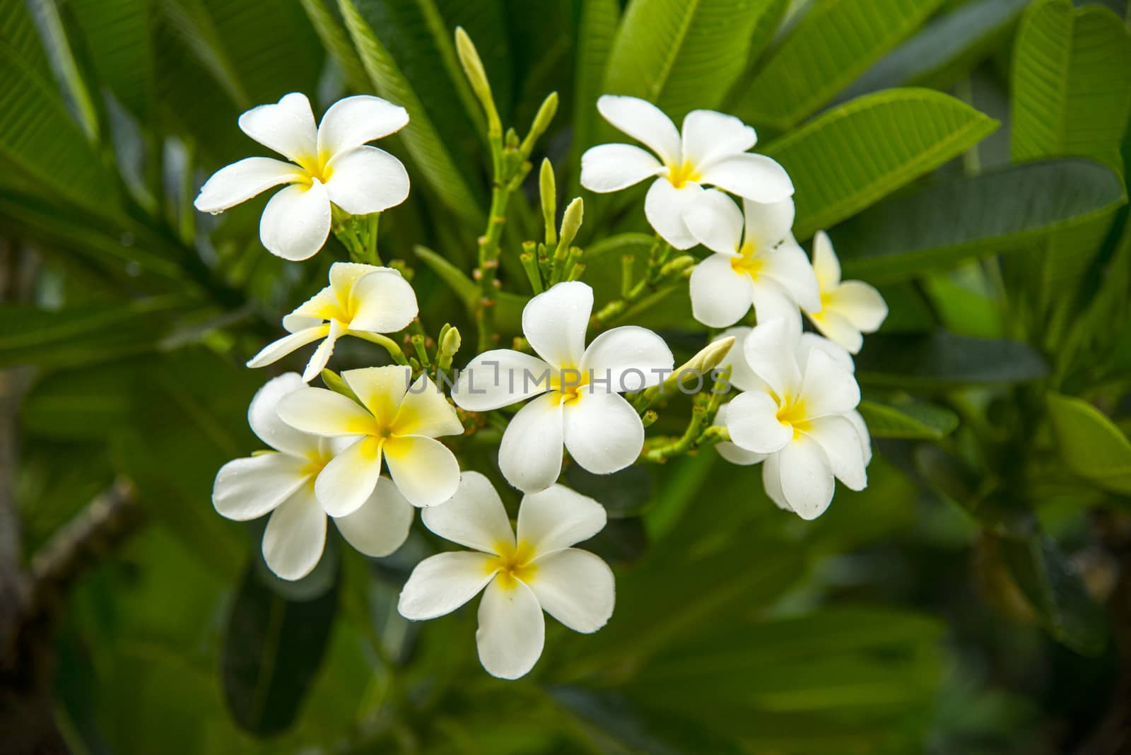 Frangipani Flower by pazham