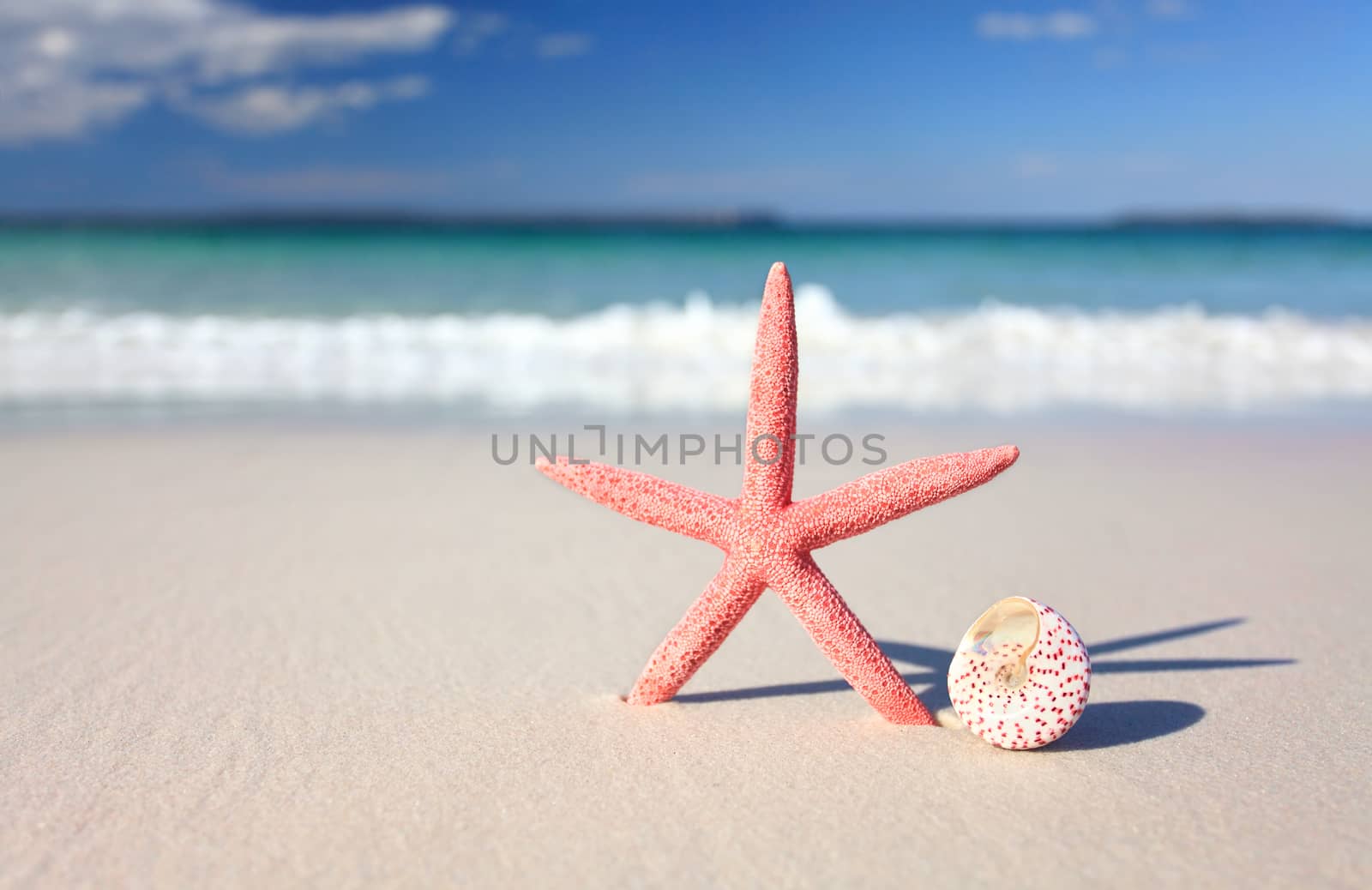 A pretty coral coloured sea star and seashell on the seashore
