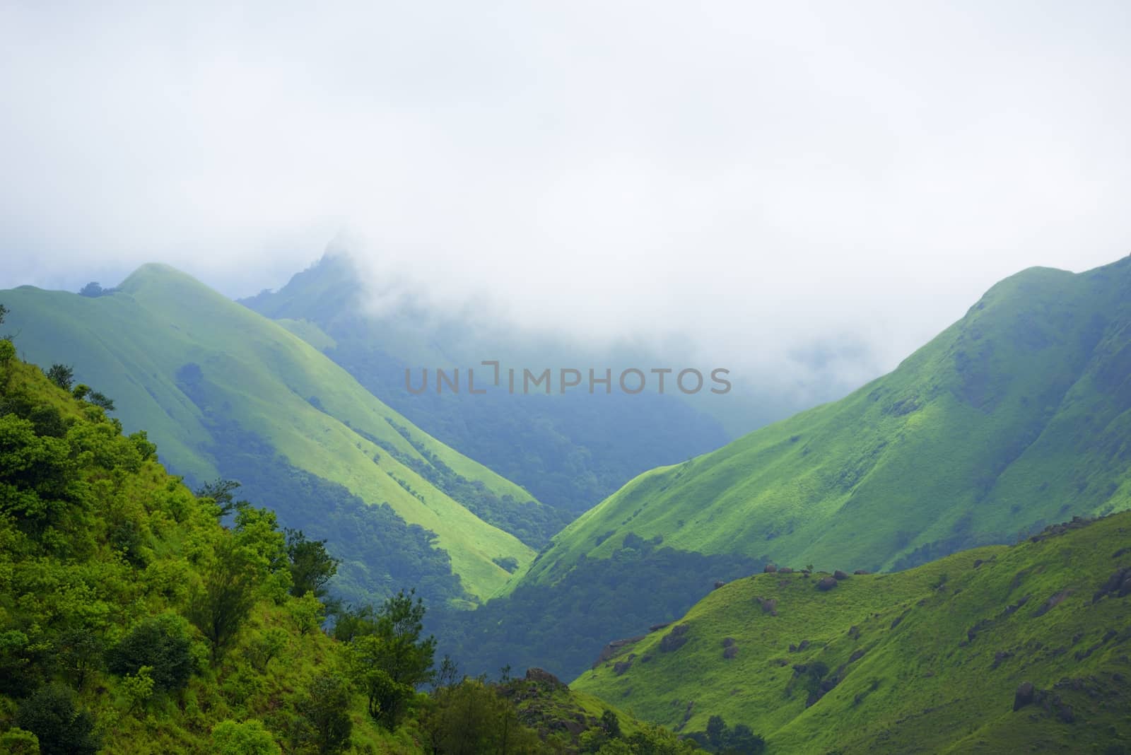 Green spring nature flourishing towards mountain top