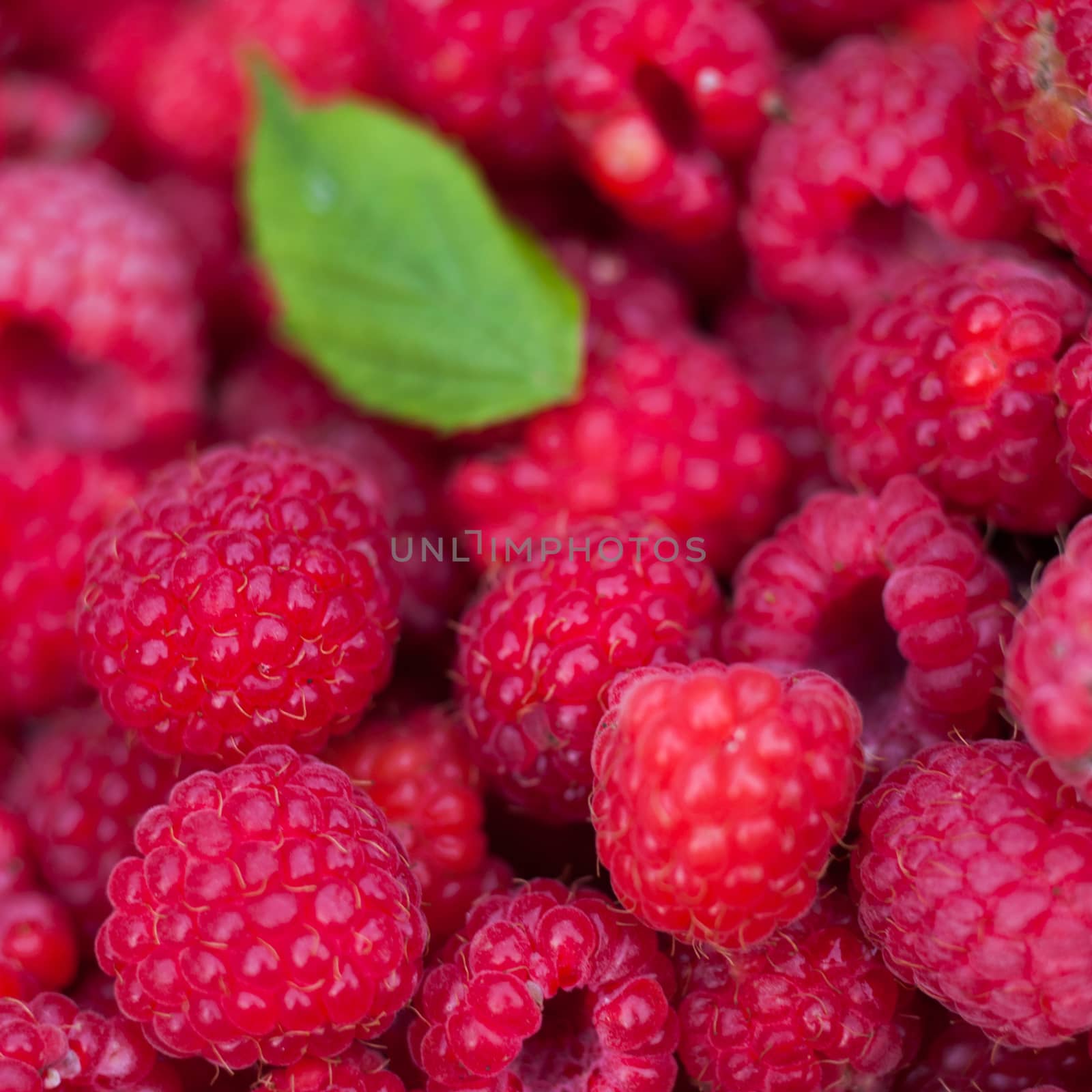 raspberries by viktor_cap