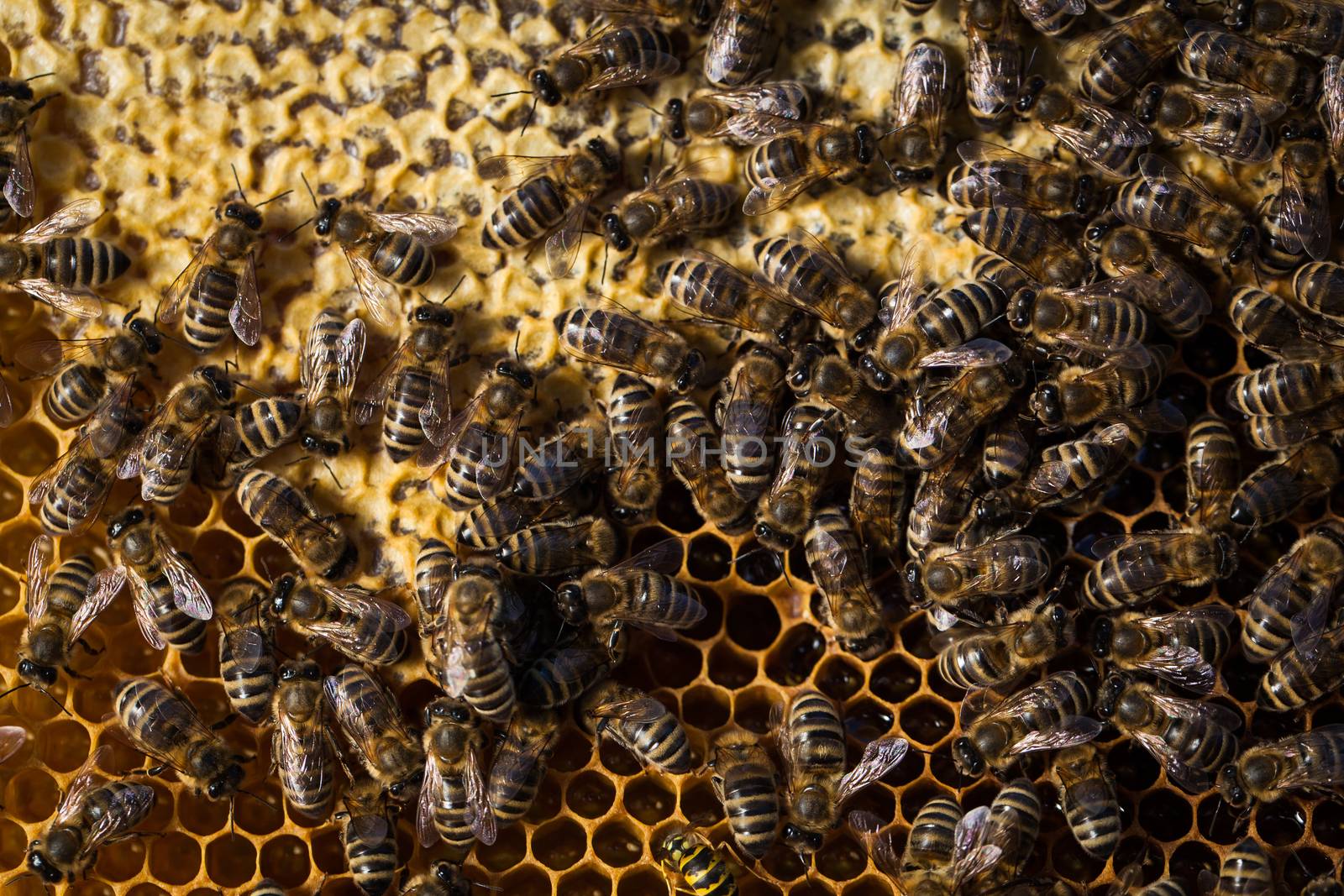 Macro shot of bees swarming on a honeycomb