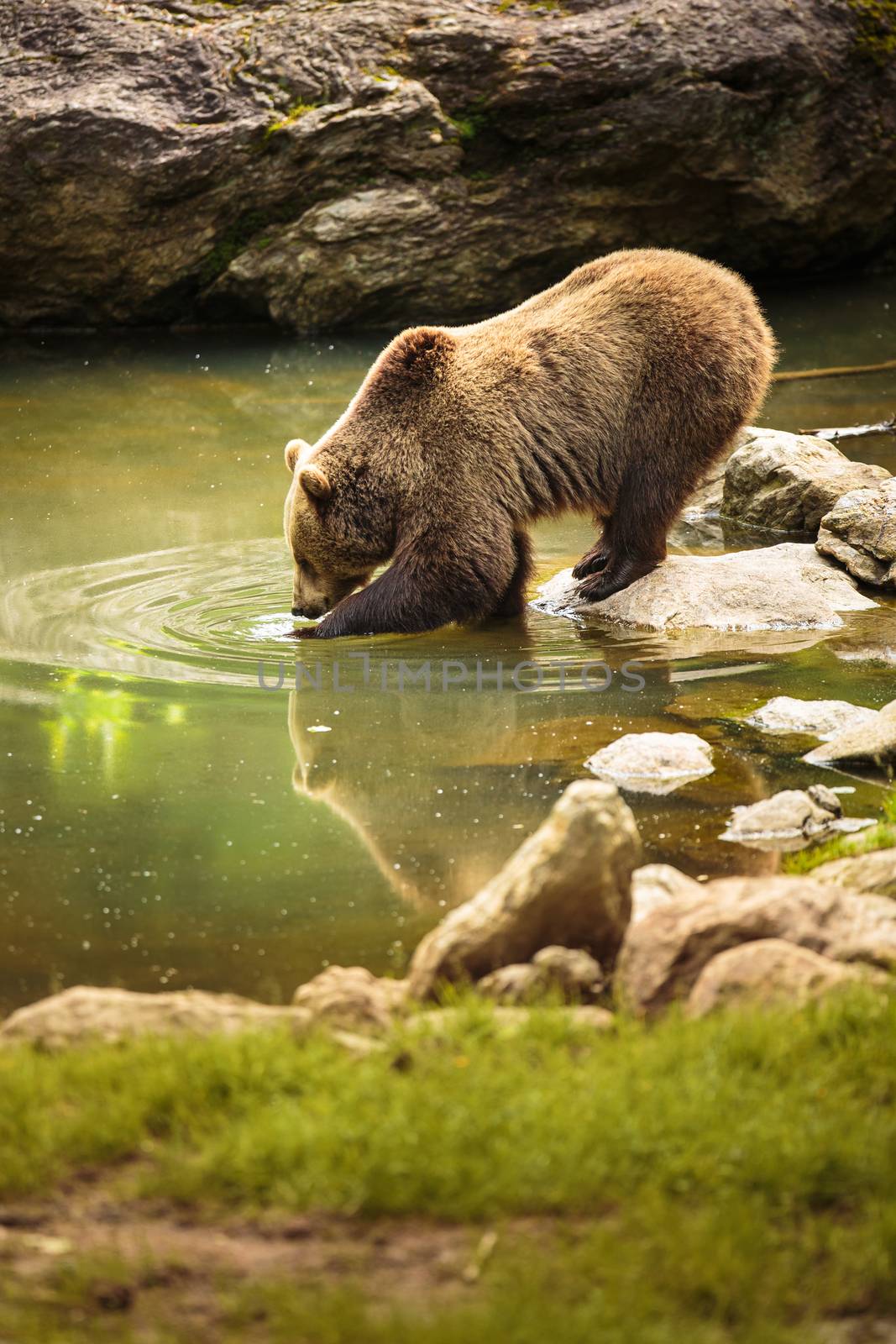 Brown bear considering taking a bath