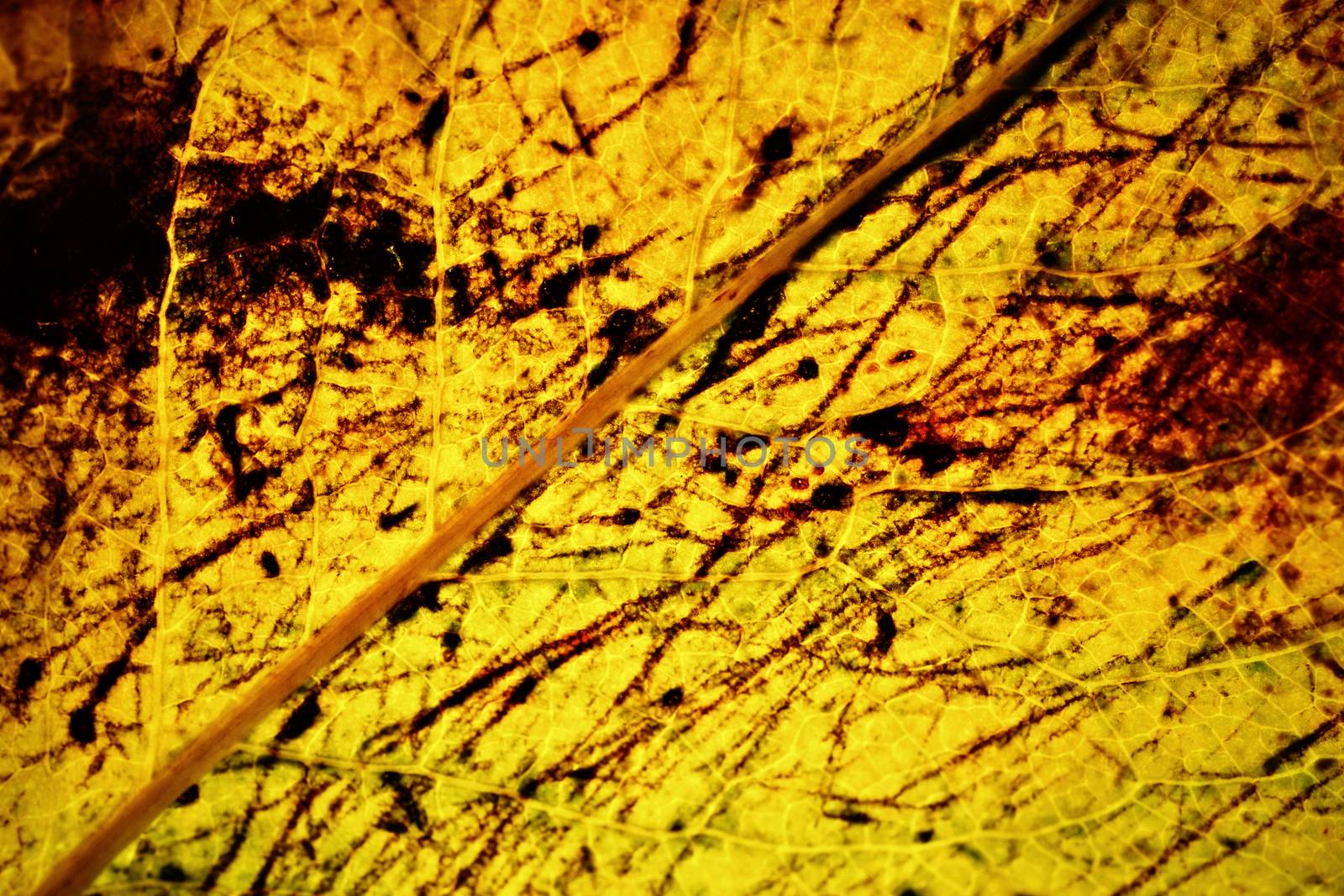 background or texture abstract drawing on yellow autumn leaves