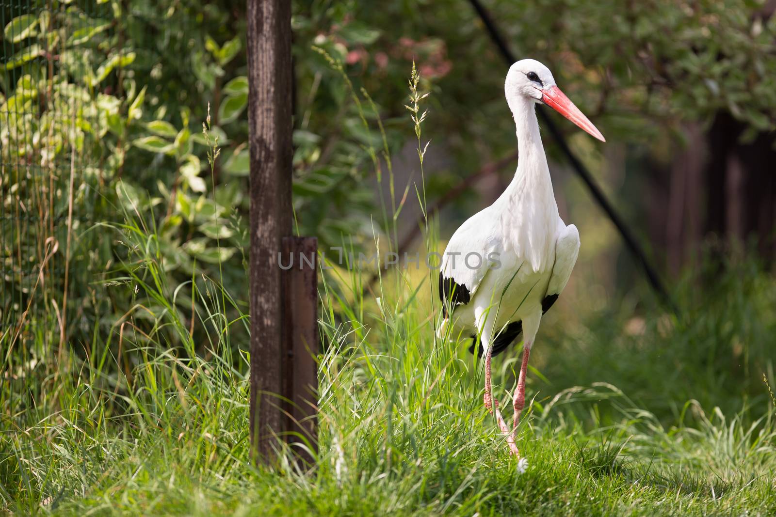 White Stork (Ciconia ciconia) hunting