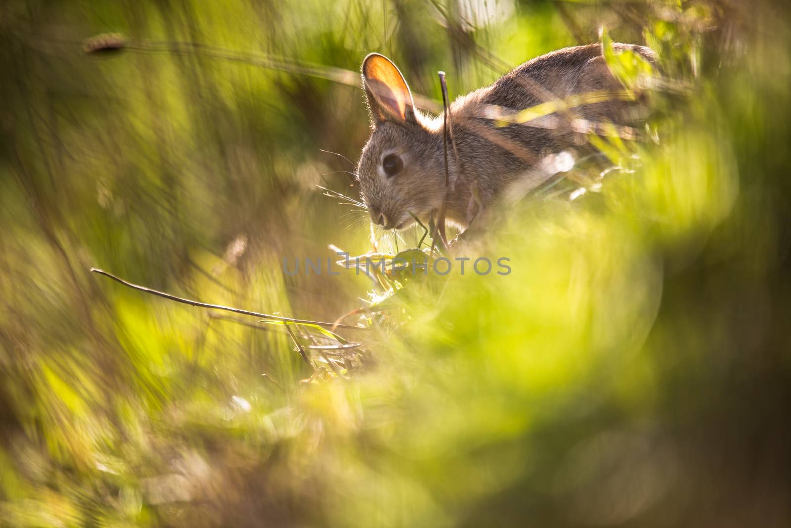Wild rabbit, Scotland by viktor_cap