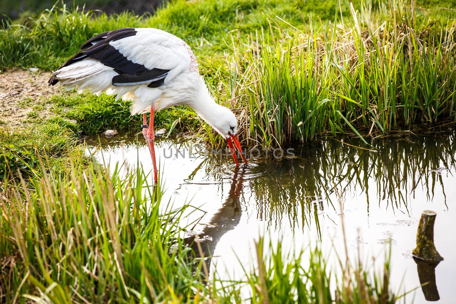 White stork hunting