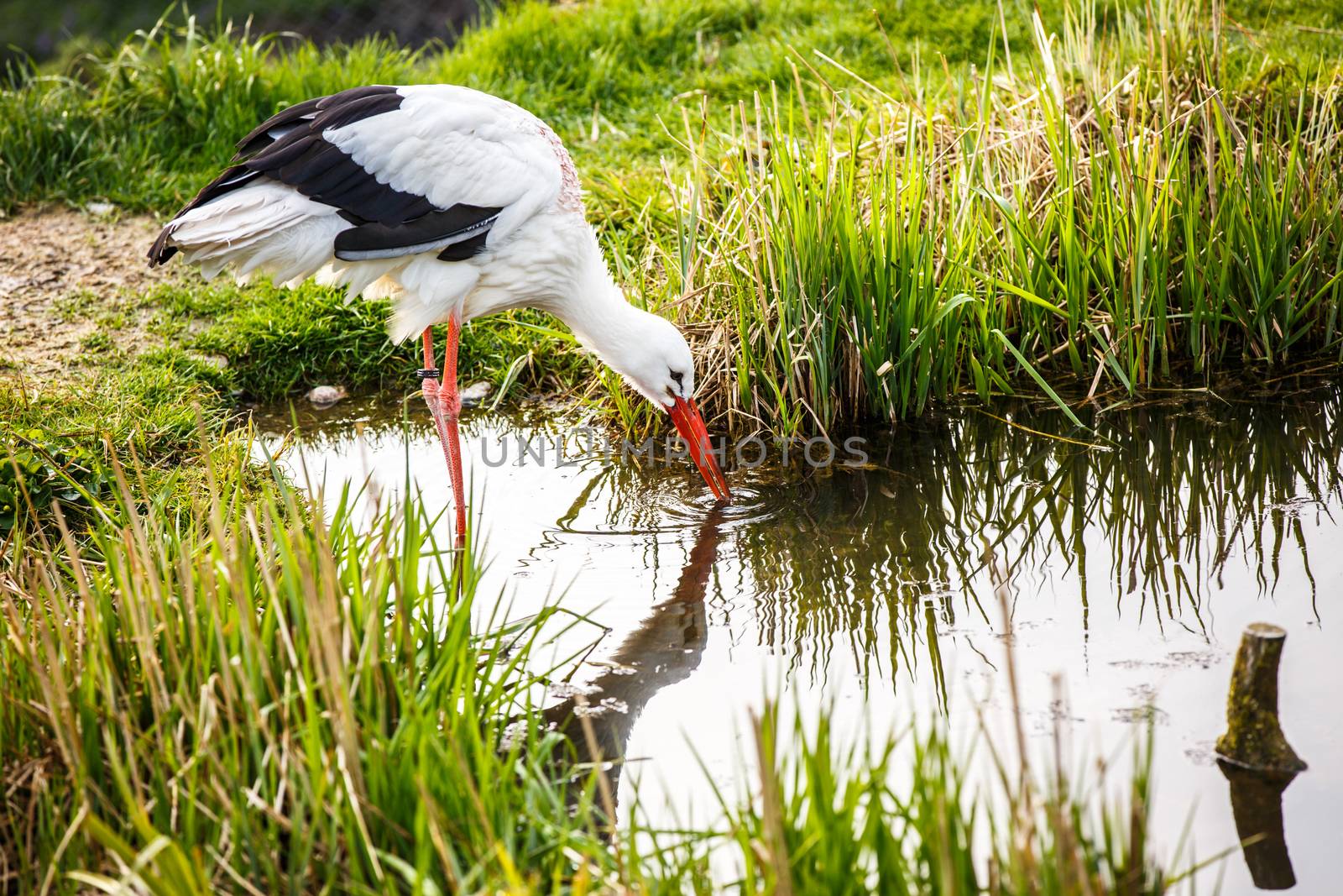 White stork hunting