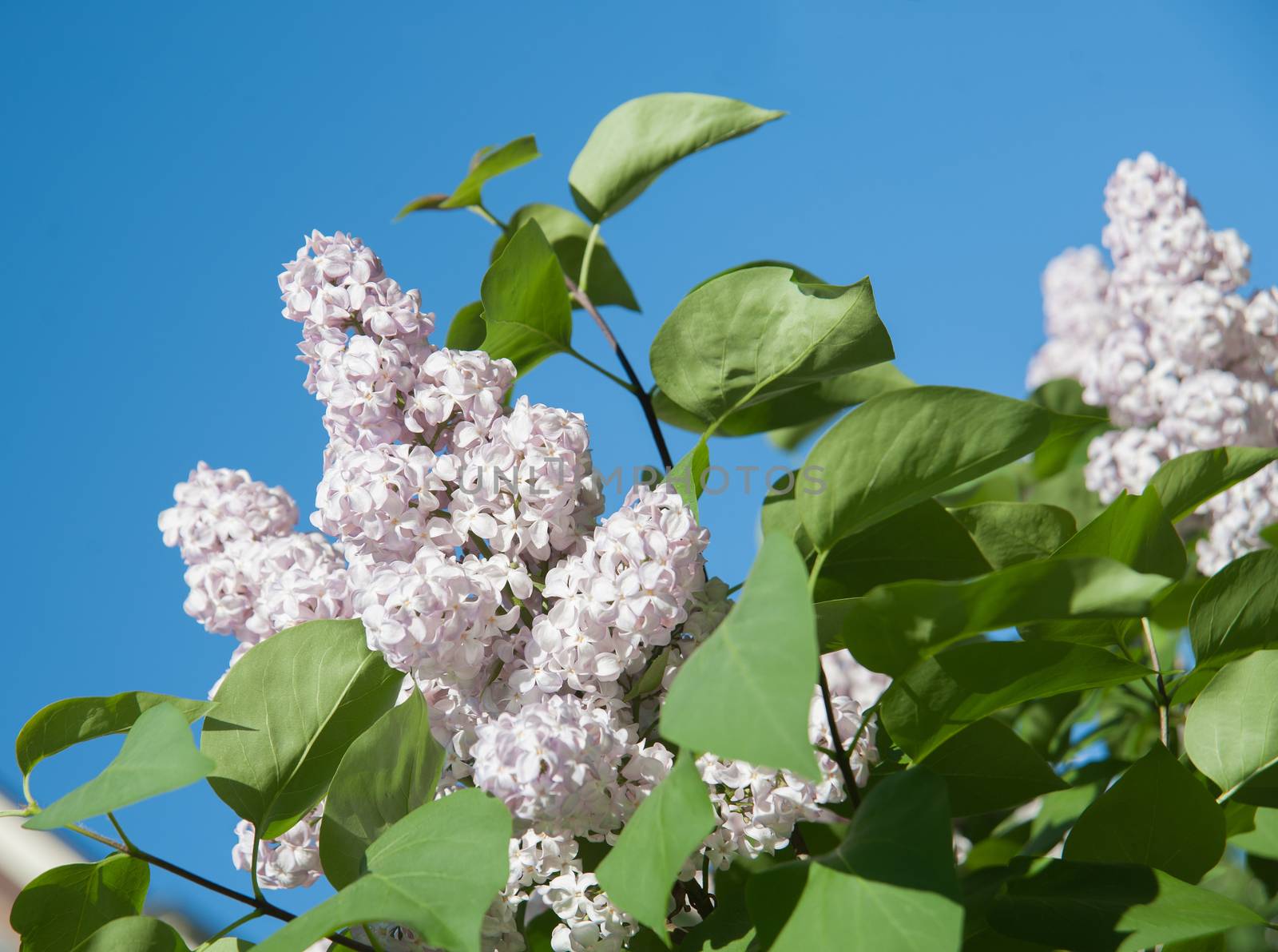 flowers lilac on green branches in the garden