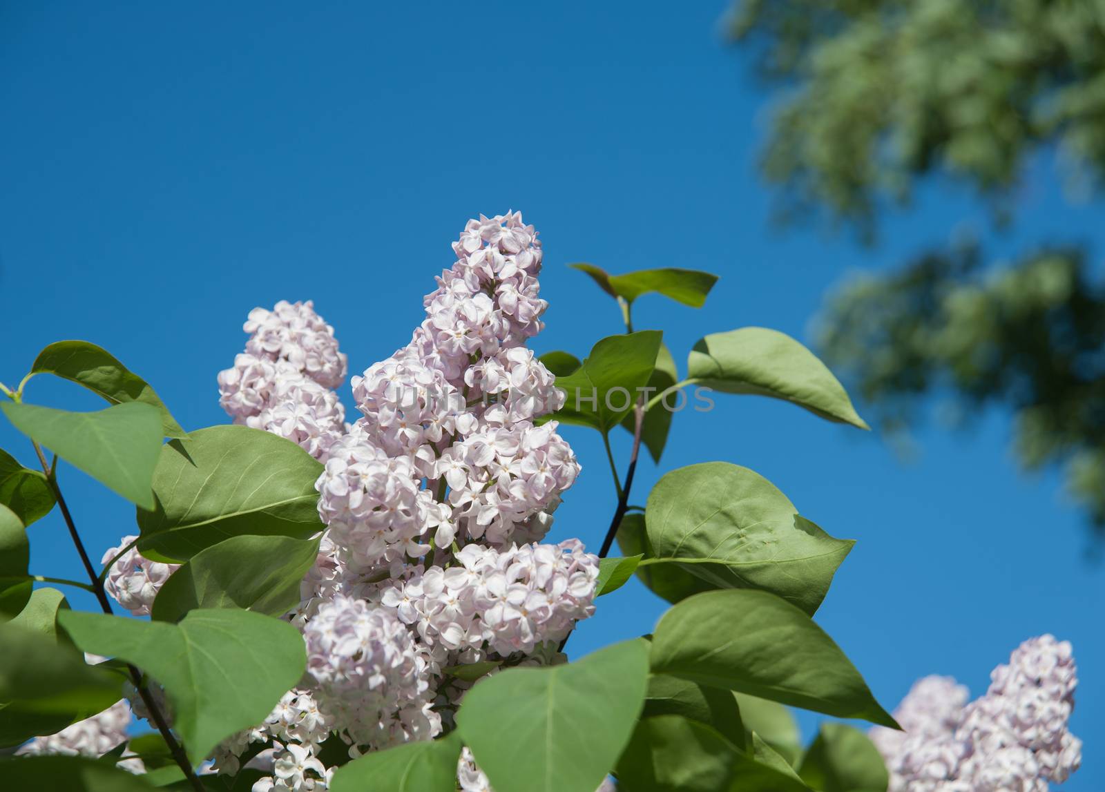 flowers lilac on green branches in the garden