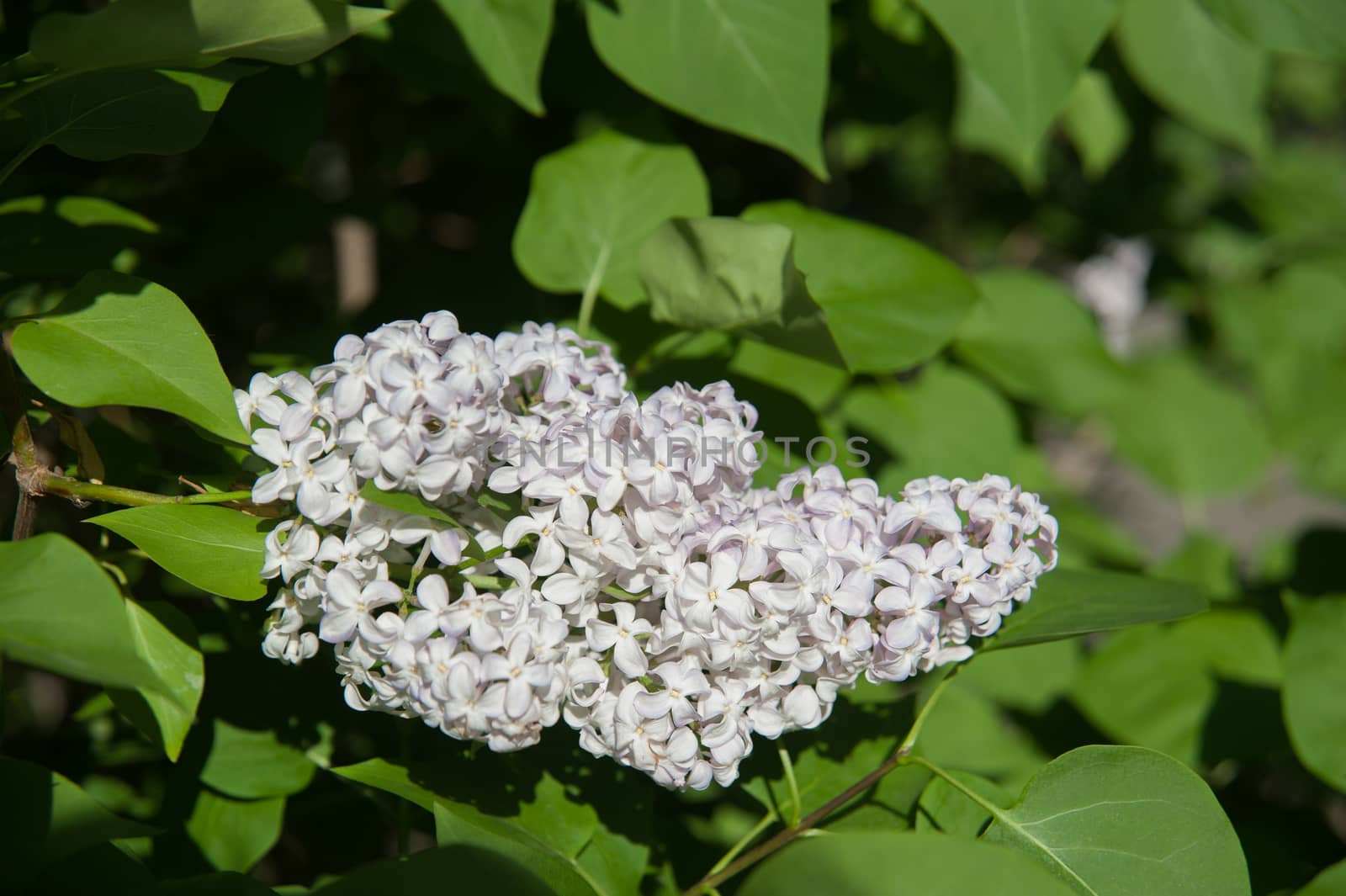 flowers lilac on green branches in the garden