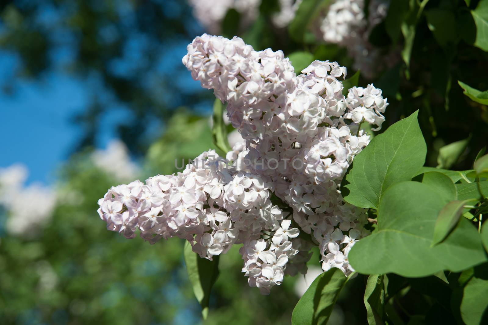 flowers lilac on green branches in the garden