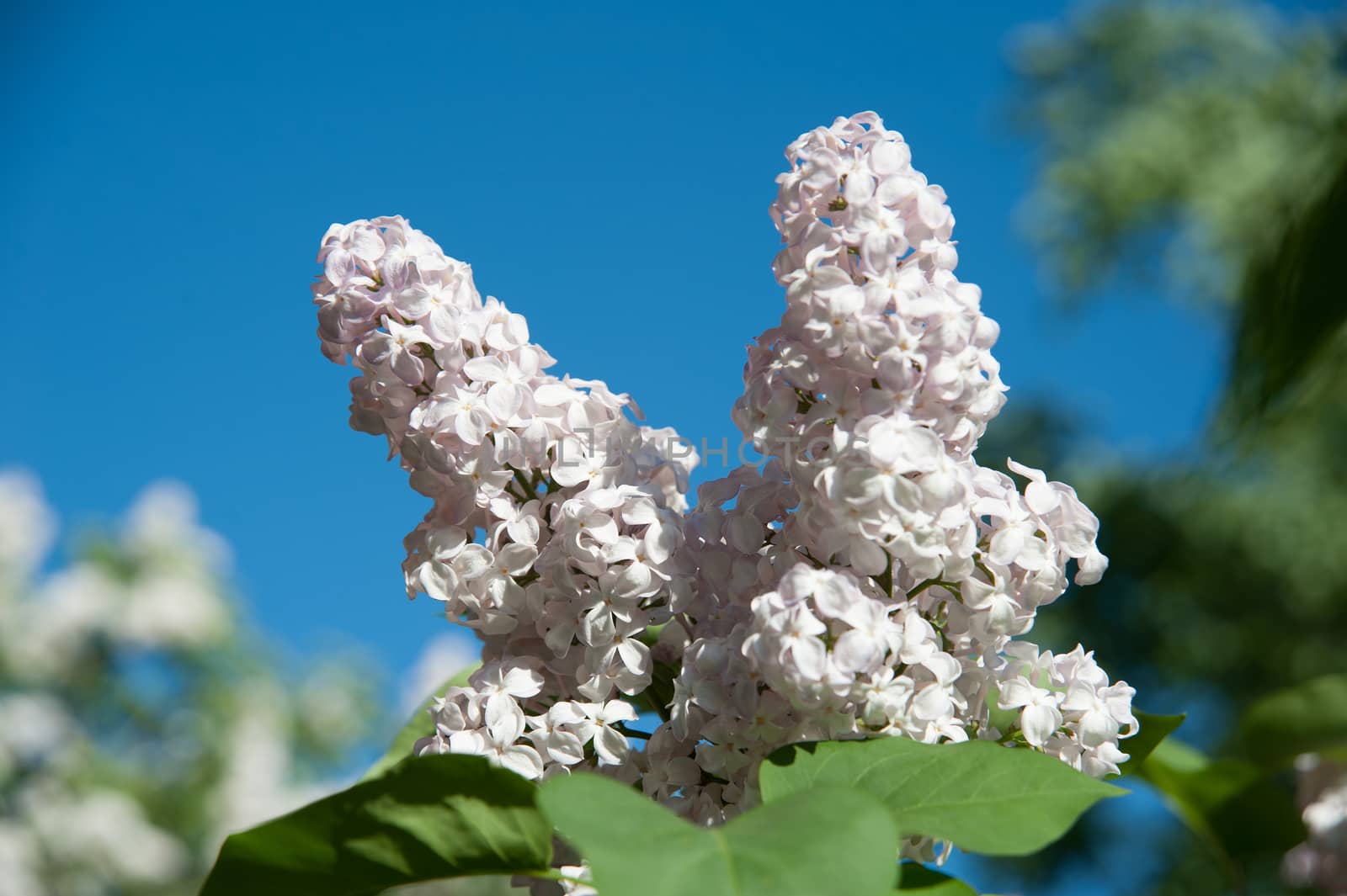 flowers lilac on green branches in the garden