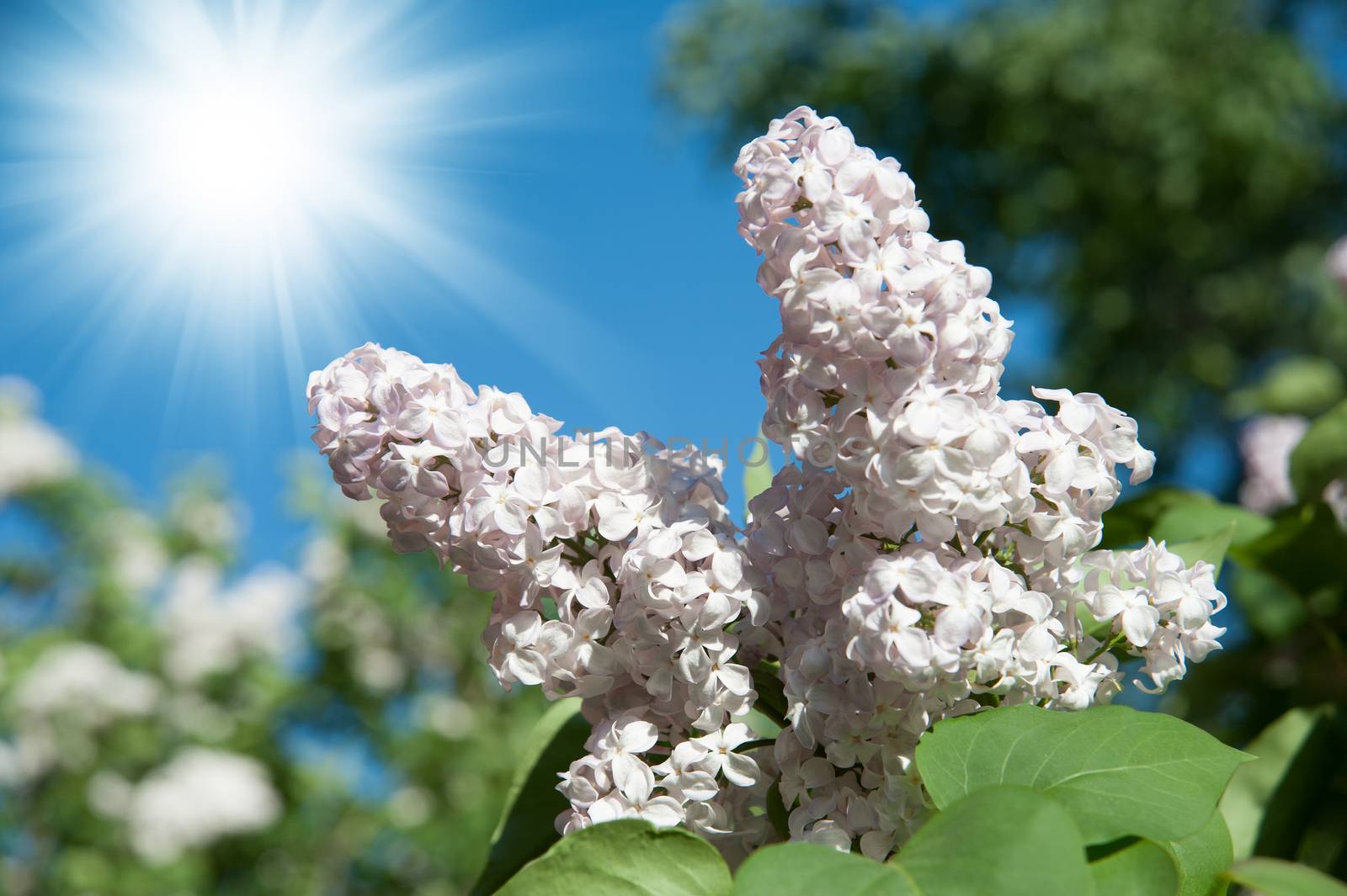 flowers lilac on green branches in the garden