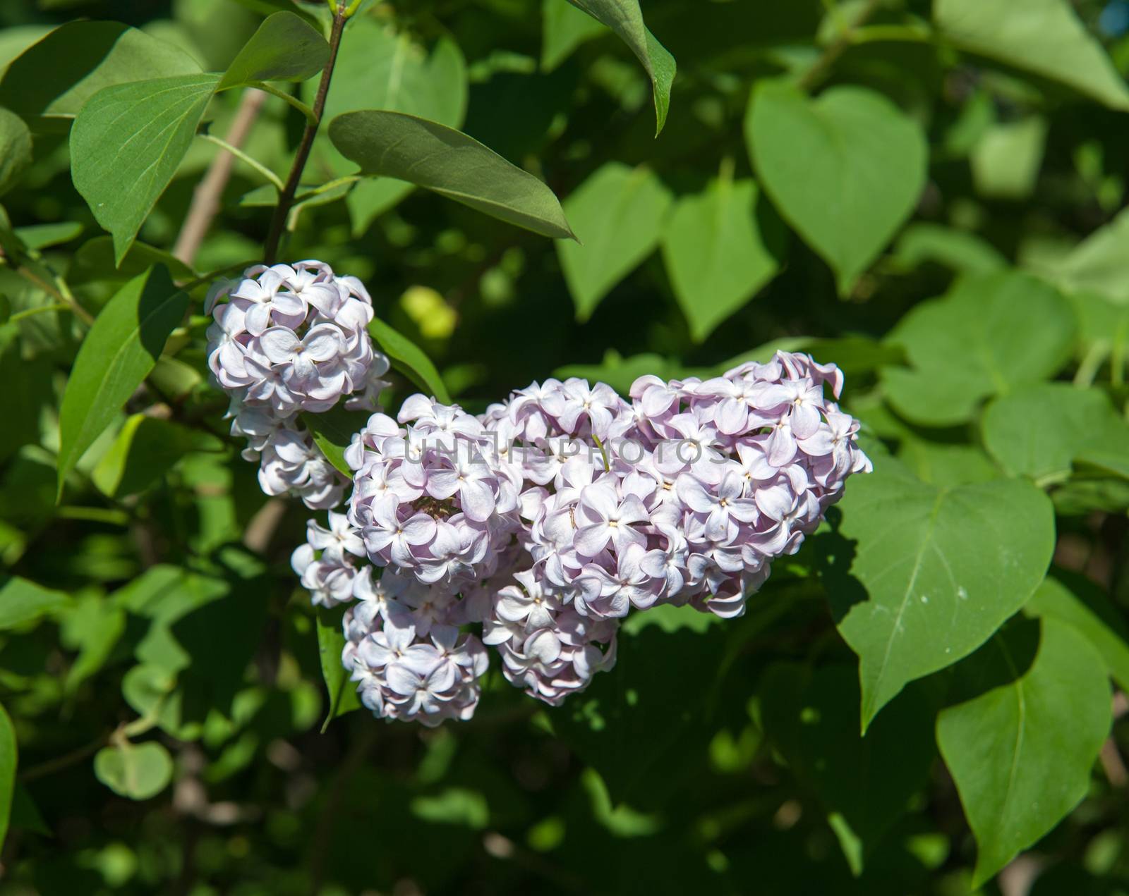 flowers lilac on green branches in the garden
