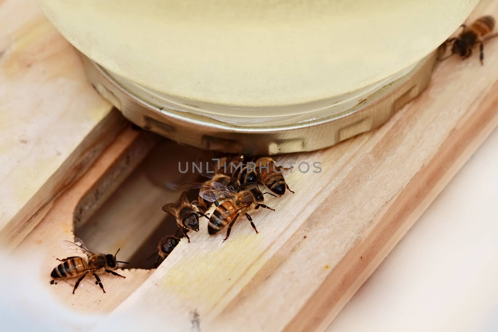 Honey bees feeding from a homemade feeder. Shallow depth of field.