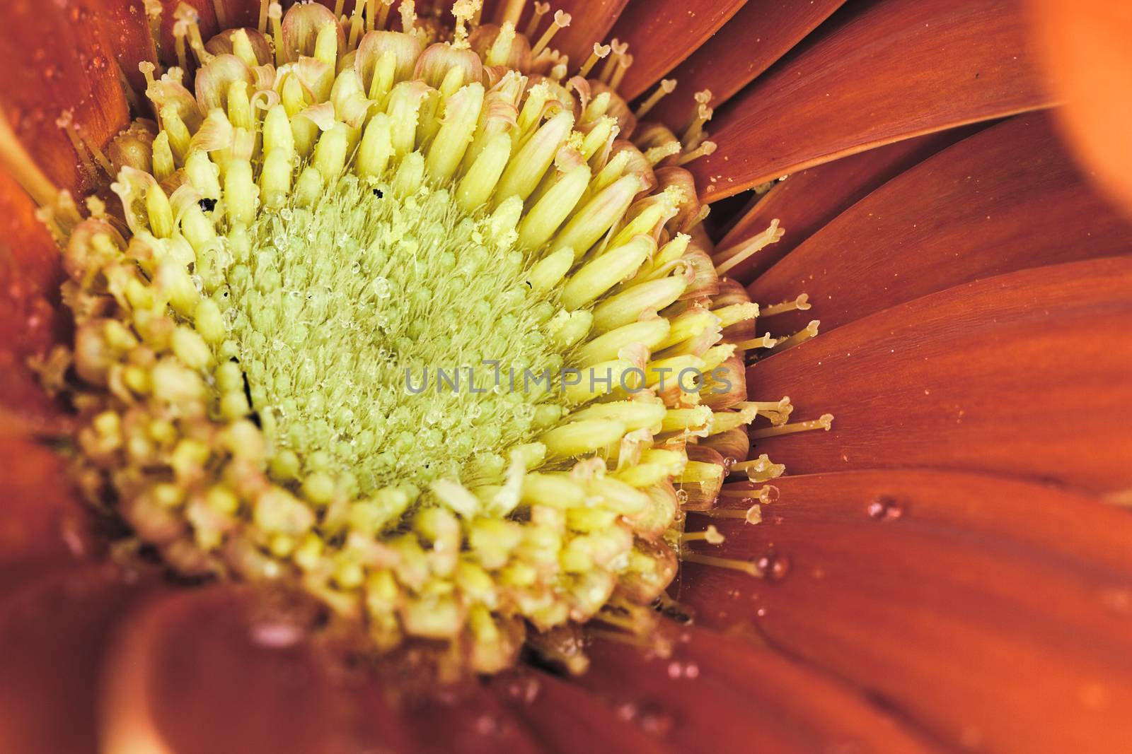 Retro Gerber Daisy by StephanieFrey