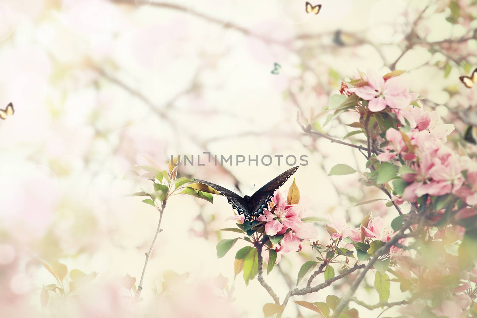 Swallowtail in Spring by StephanieFrey