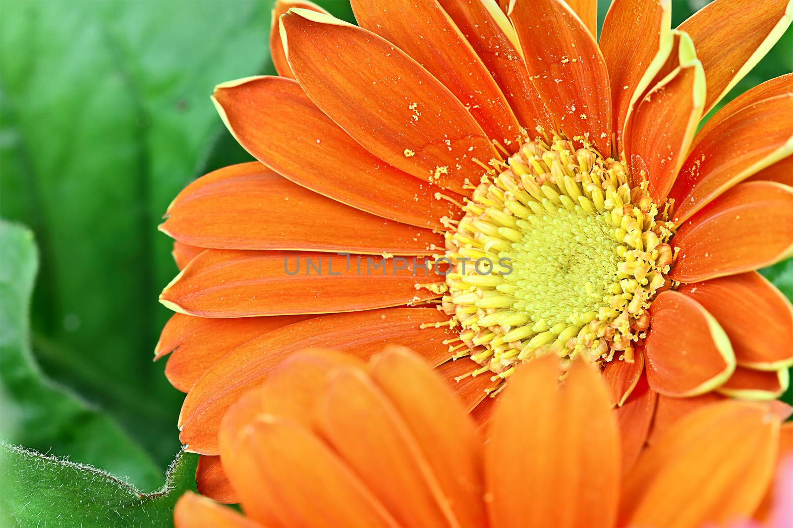 Orange gerber daisies with extreme shallow depth of field and selective focus on second flower.