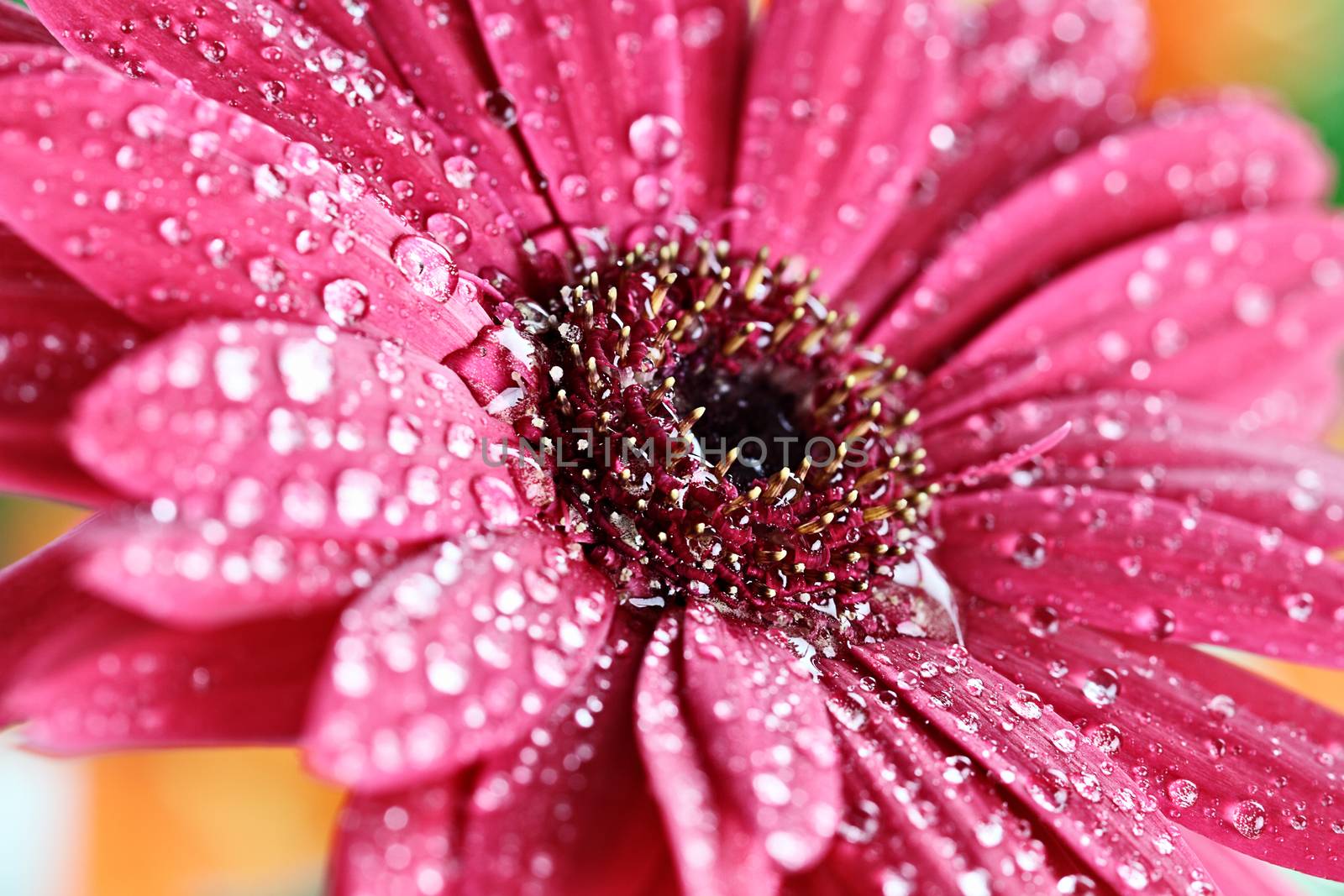 Pink gerber daisy macro with water droplets on the petals.. Extreme shallow depth of field.
