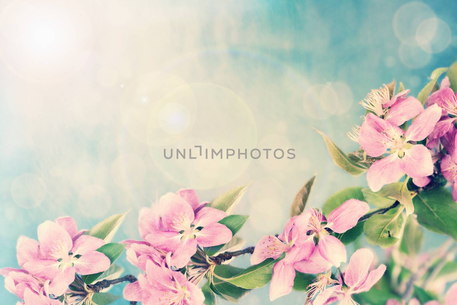 Beautiful crab apple tree blossoms against a blue background. Extreme shallow depth of field.