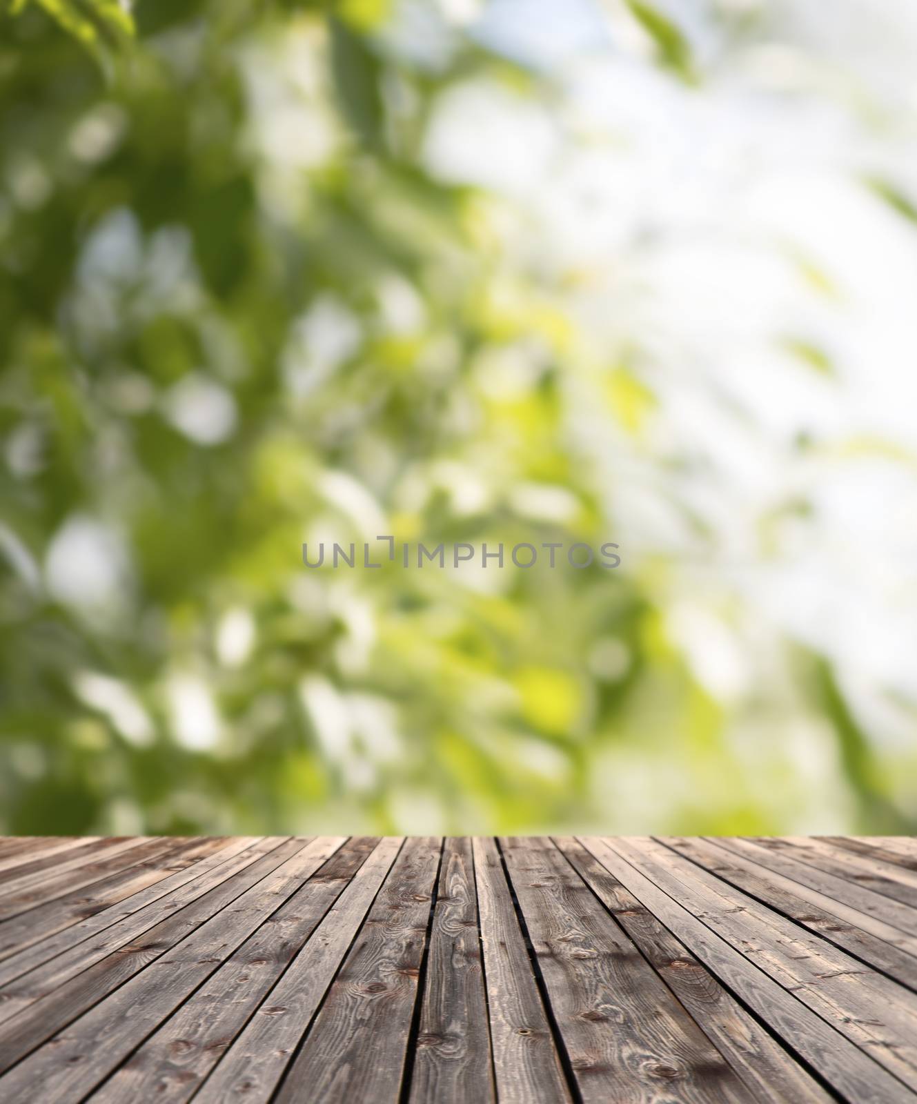 wooden floor and green plants by dolgachov