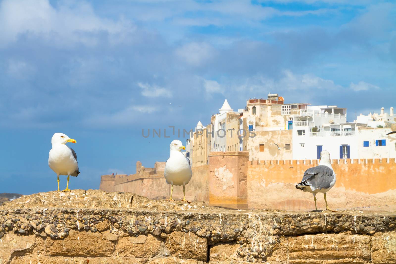 Seagull in Essaouira, city in the western Morocco. It has also been known by its Portuguese name of Mogador. Morocco, north Africa.