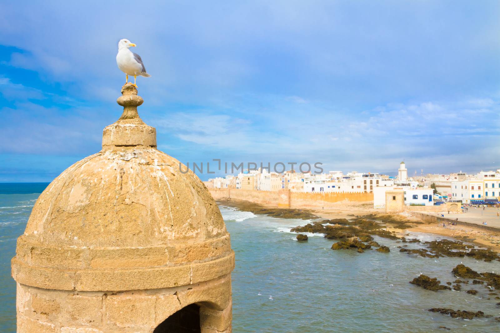 Seagull in Essaouira, city in the western Morocco. It has also been known by its Portuguese name of Mogador. Morocco, north Africa.