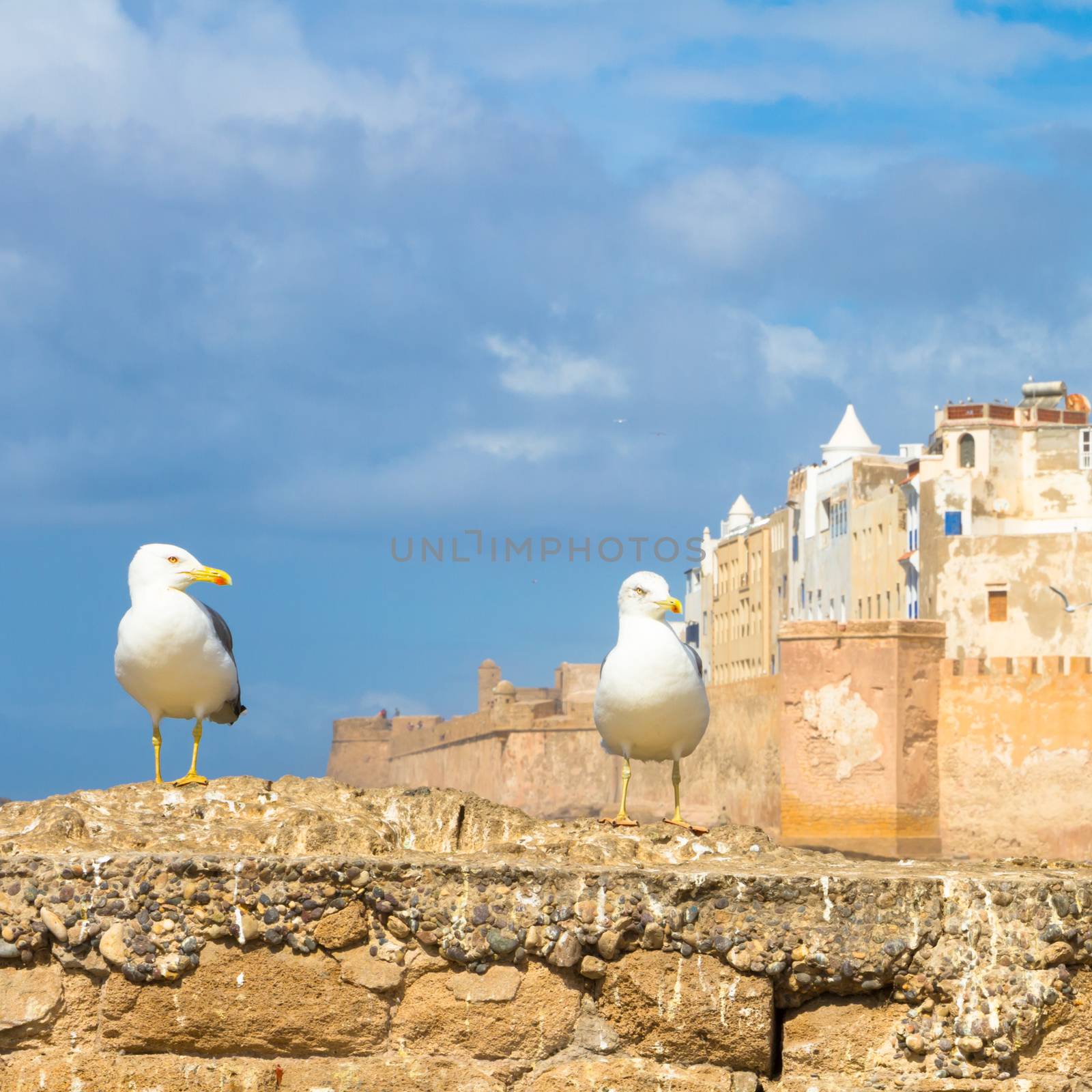 Seagull in Essaouira, city in the western Morocco. It has also been known by its Portuguese name of Mogador. Morocco, north Africa.