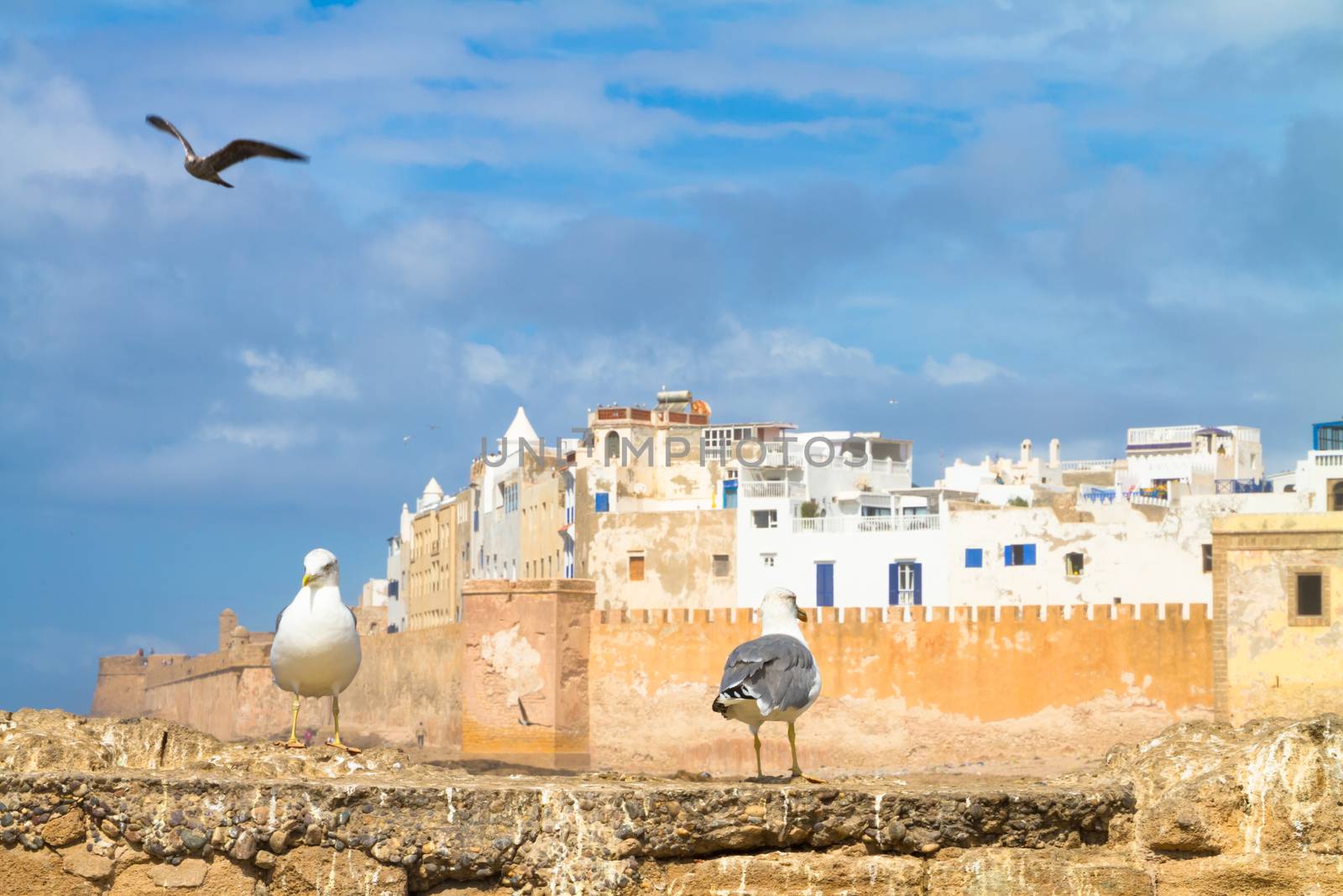 Seagull in Essaouira, city in the western Morocco. It has also been known by its Portuguese name of Mogador. Morocco, north Africa.