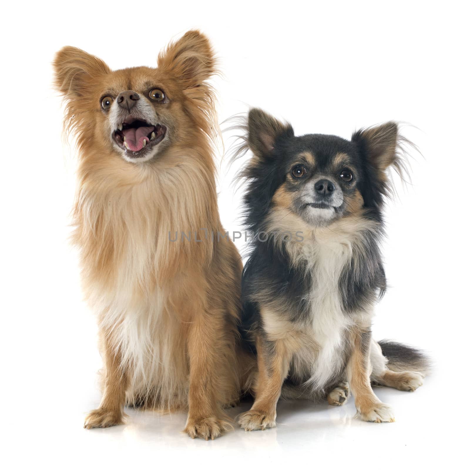 two chihuahuas in front of white background