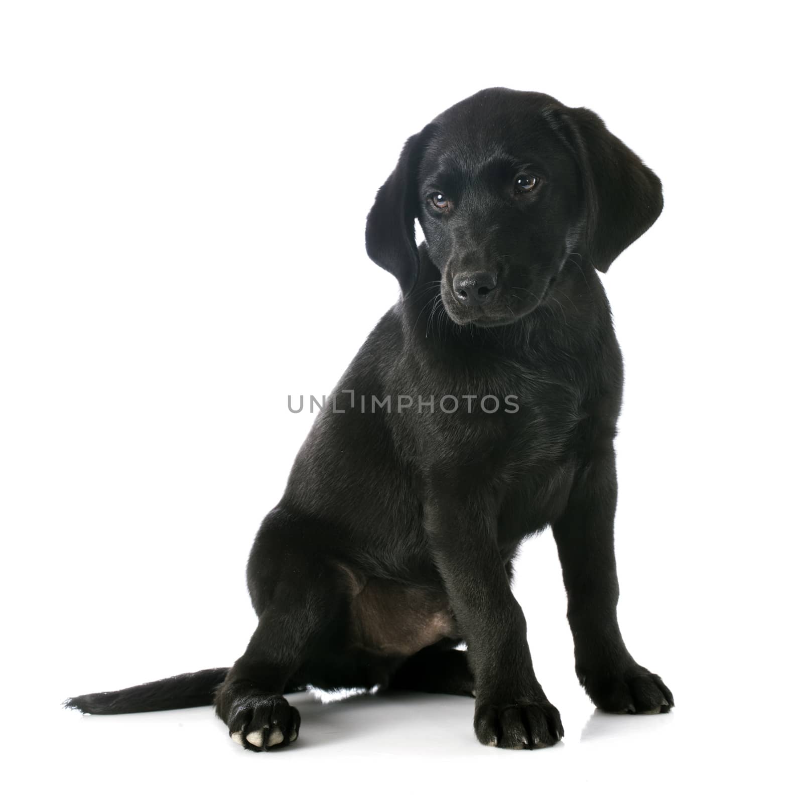 puppy labrador retriever by cynoclub