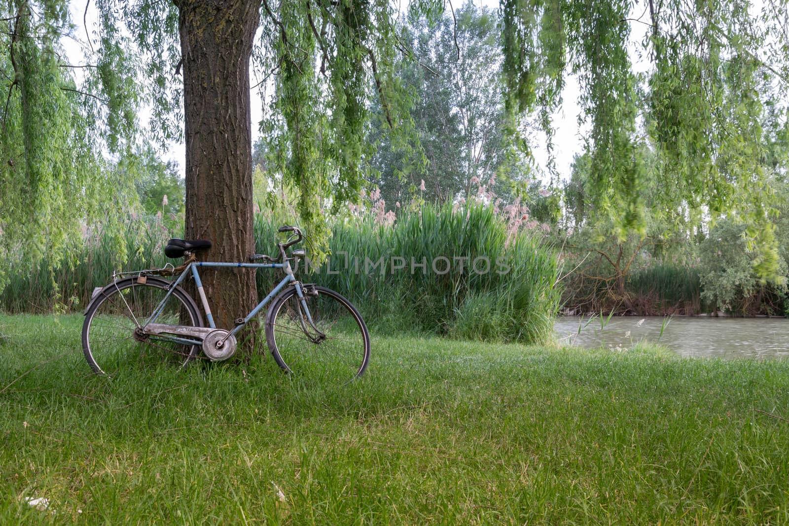 Bicycle under a tree in an italian garden