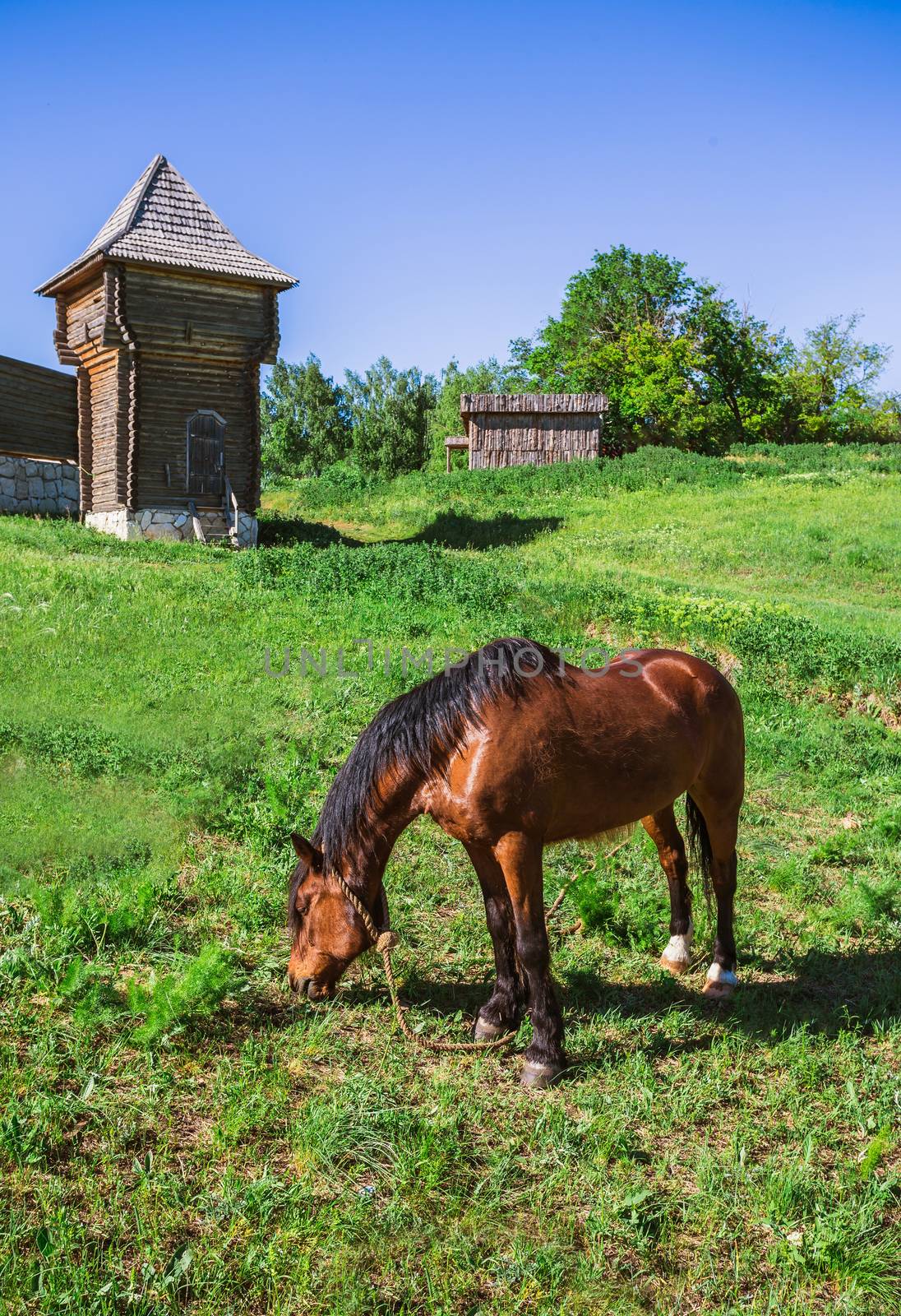 Horse pasture by oleg_zhukov