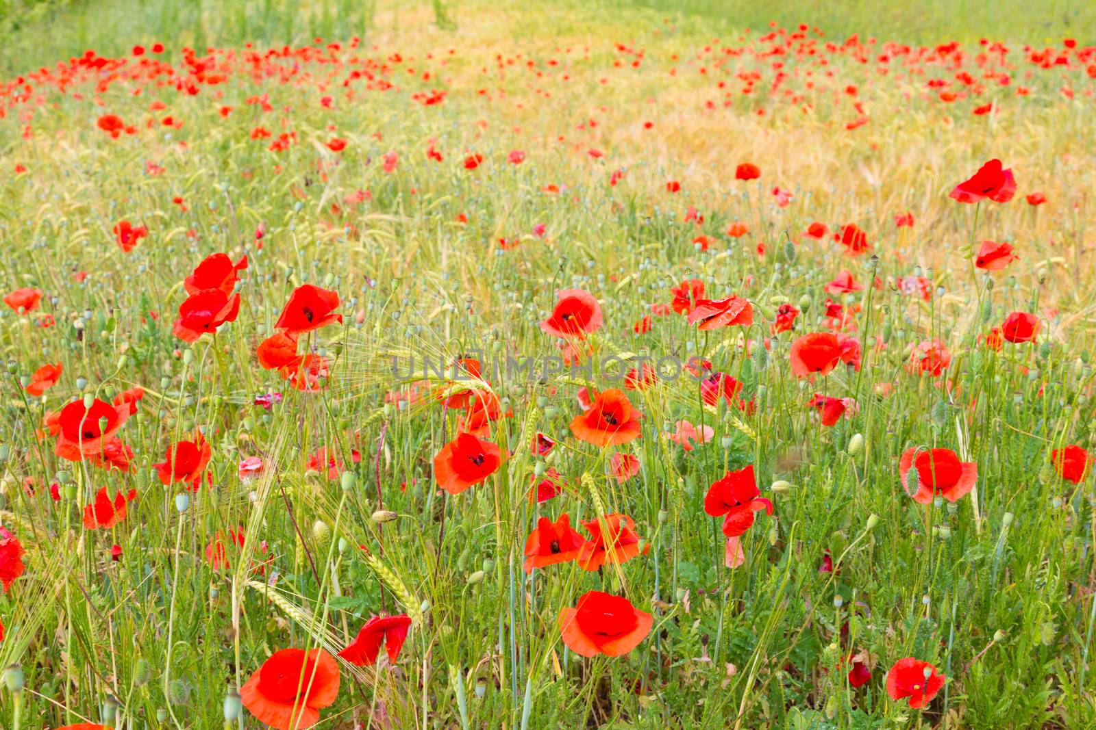 Field of Poppy Flowers Papaver rhoeas in Spring.