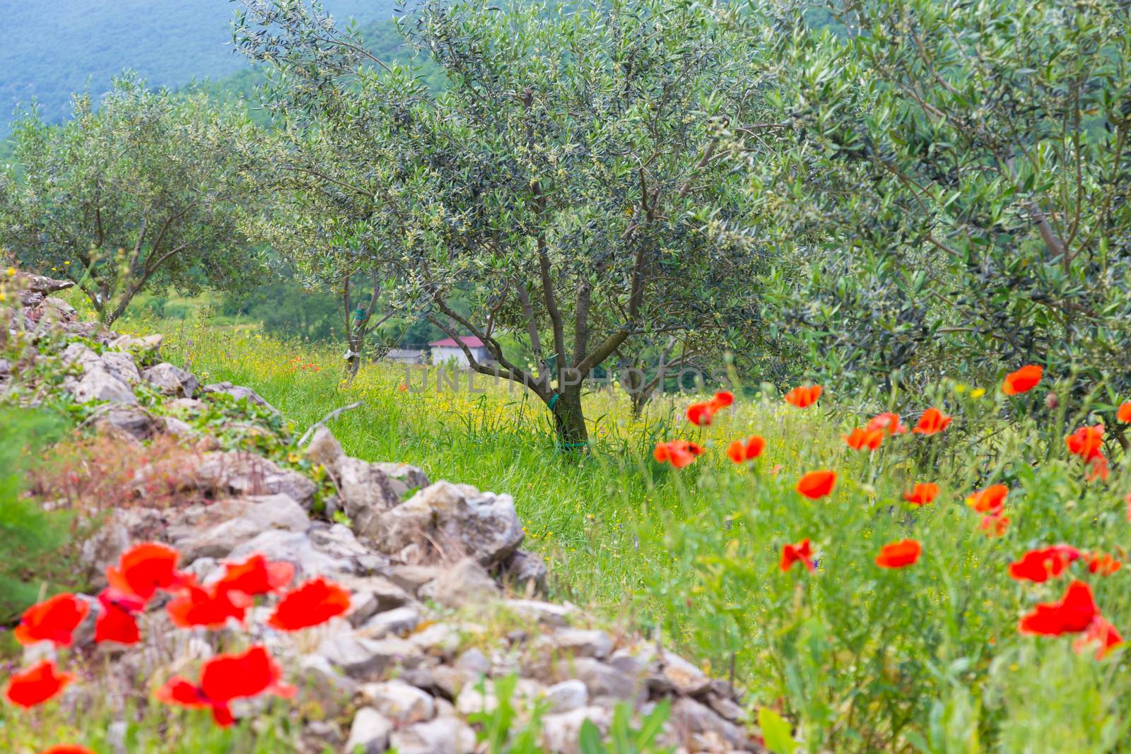 Field of Poppy Flowers Papaver rhoeas and olive trees in Spring.