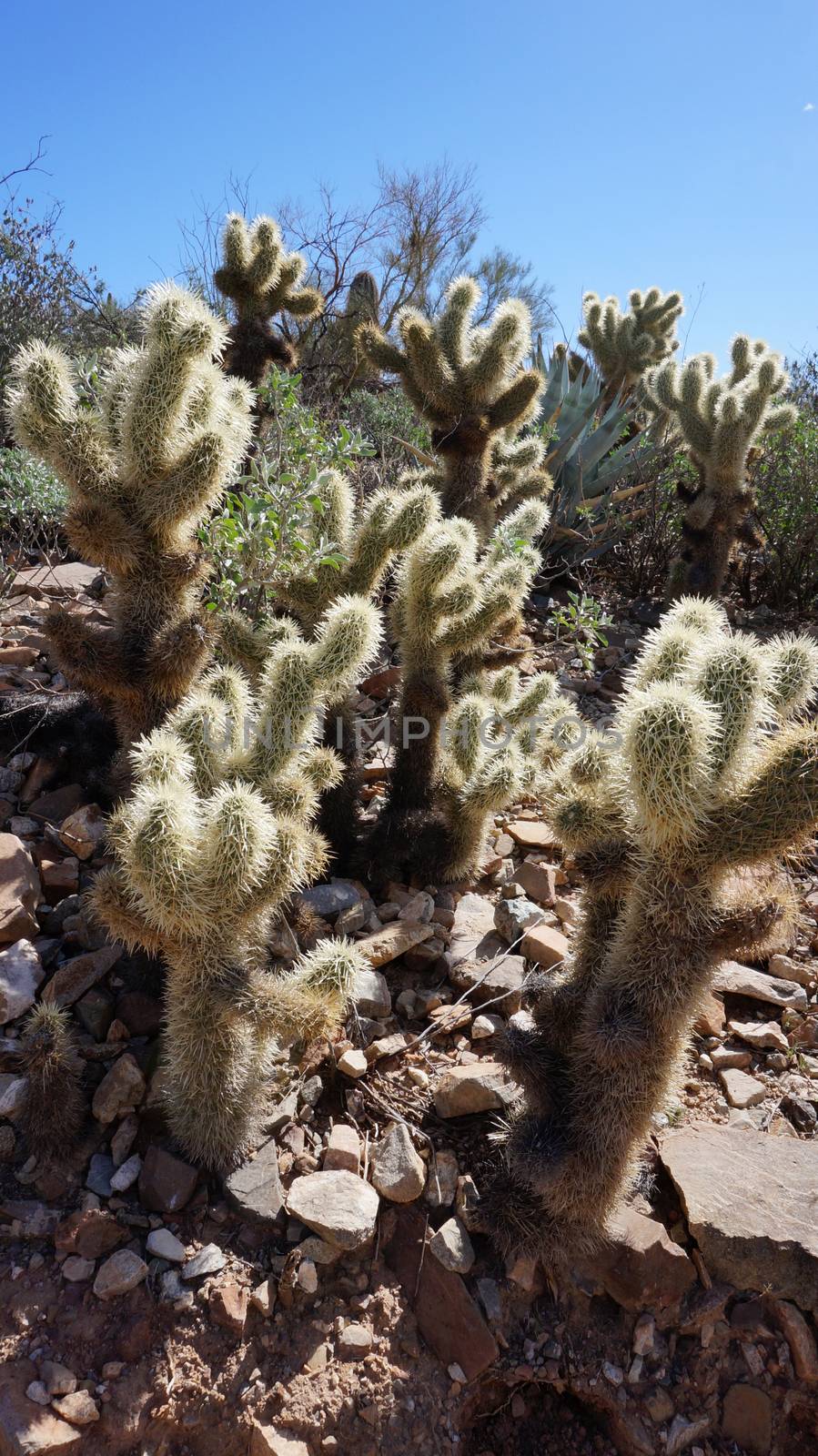 Scenic inside the Arizona-Sonora Desert Museum by tang90246