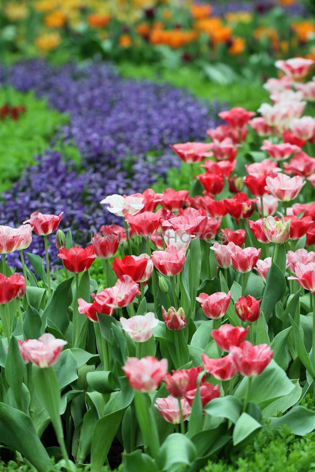 colorful tulip flower garden background by pbsubhash