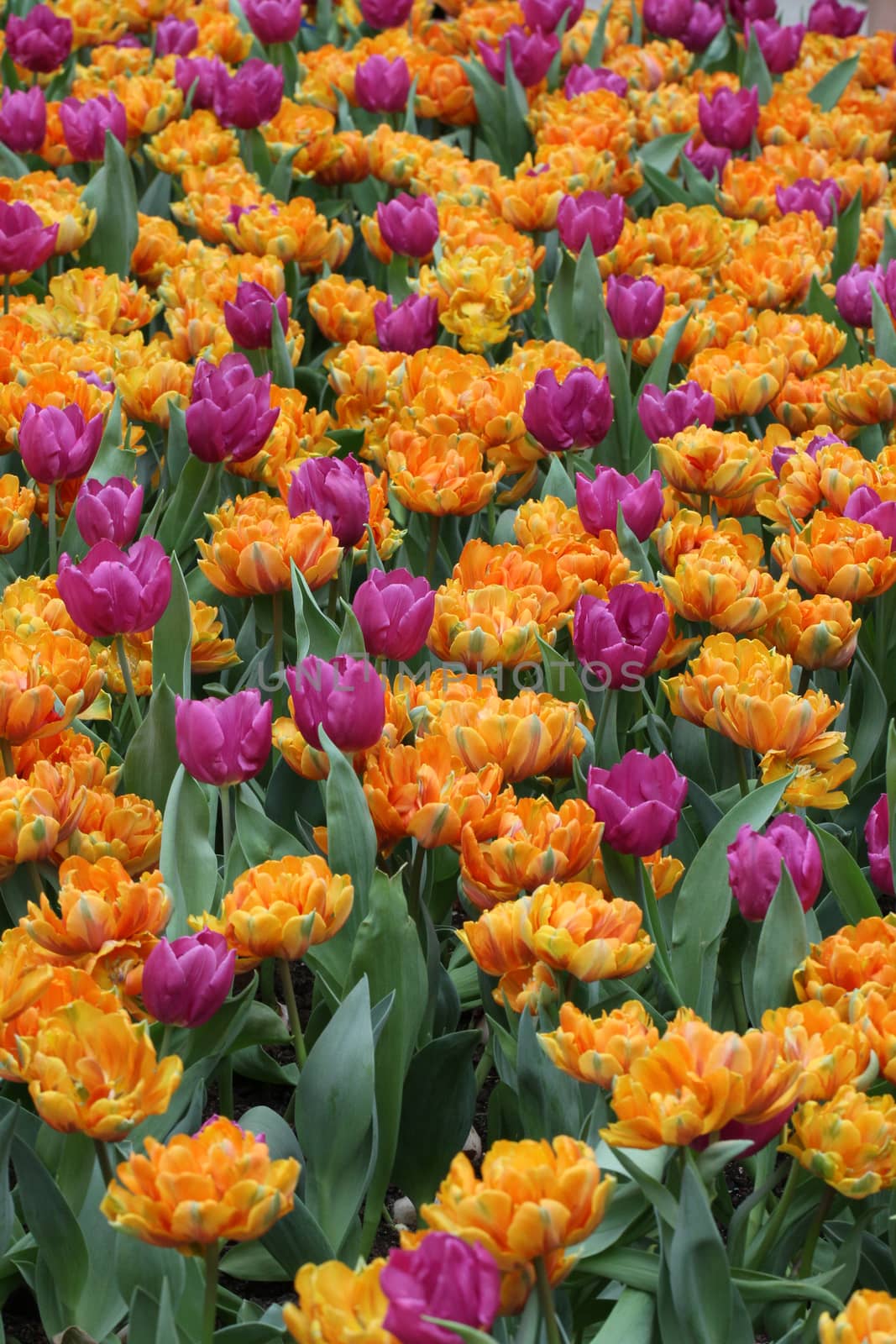 colorful tulip flower garden background by pbsubhash