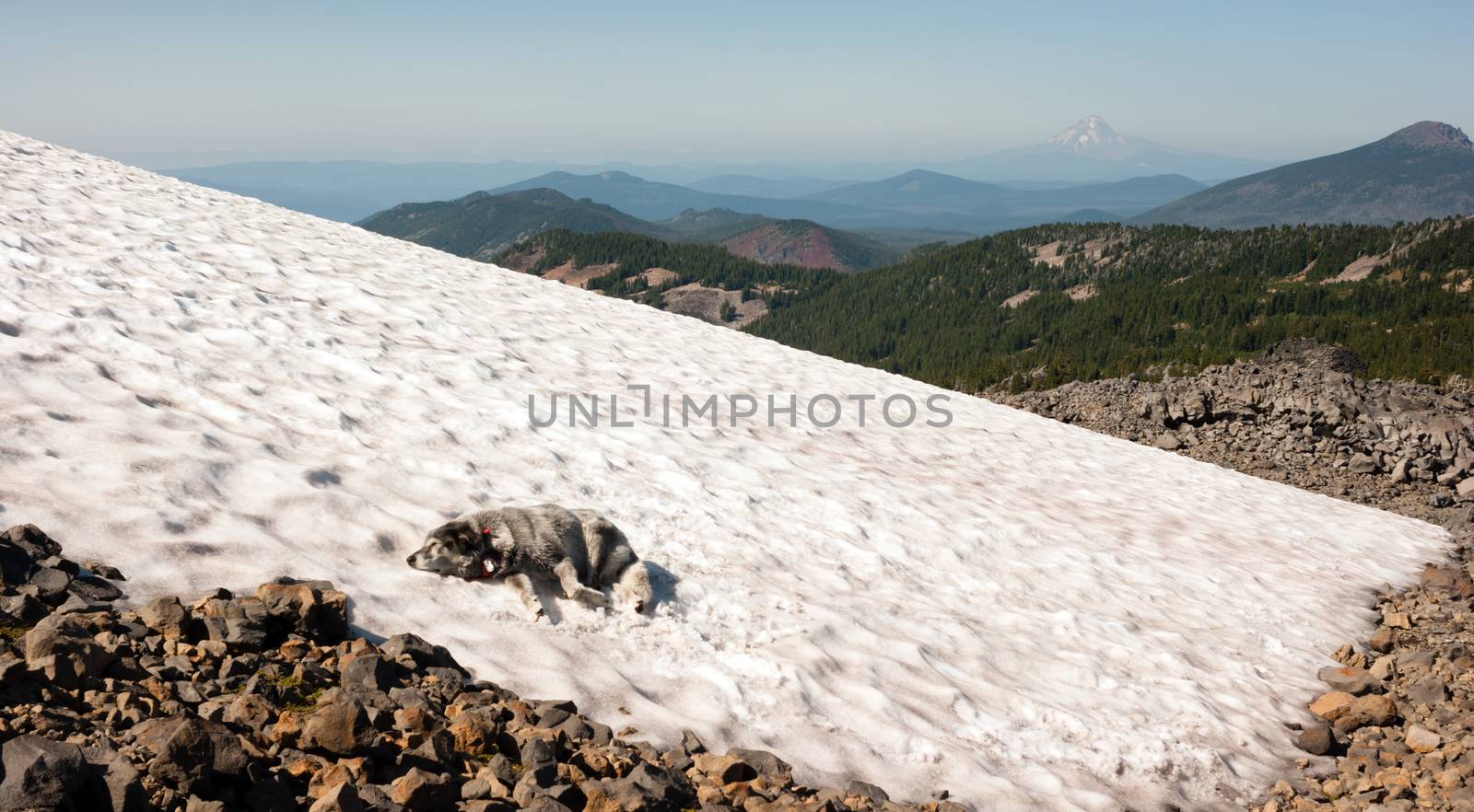 A large breed dog cooling off while resting in a snow field on the side of high mountain