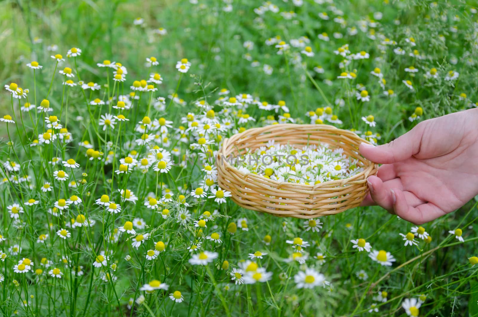 hand hold basket with chamomile on nature grass by sauletas