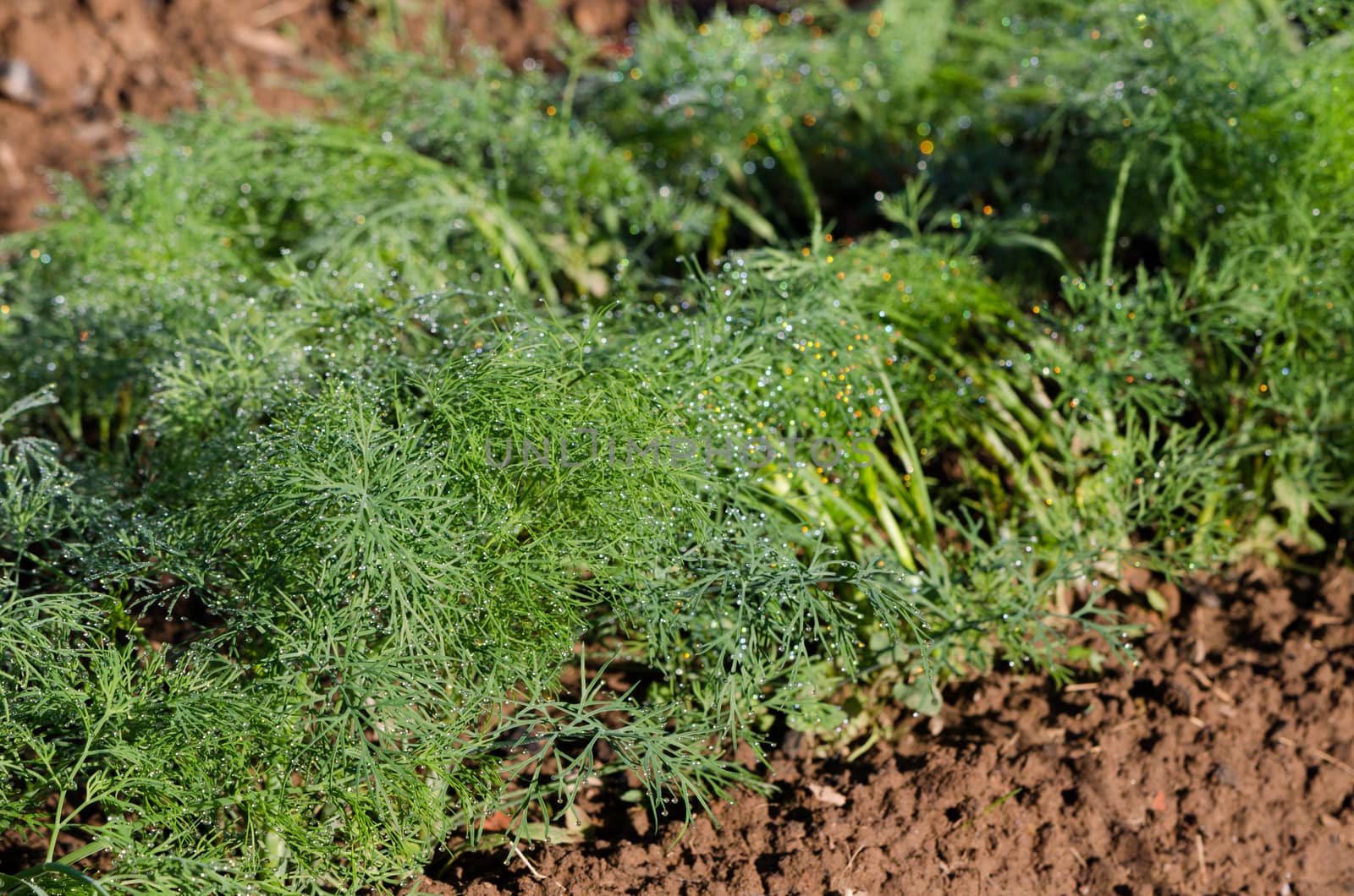 fresh dill in village garden by sauletas