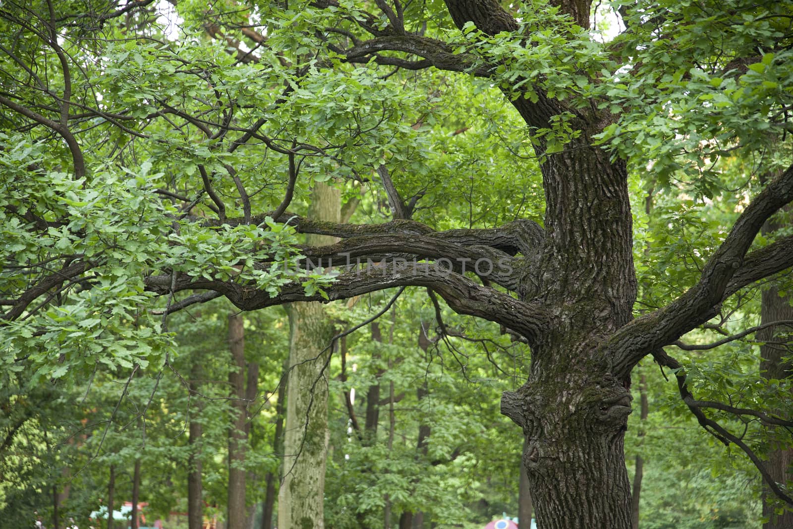 Green branch of oak in the park