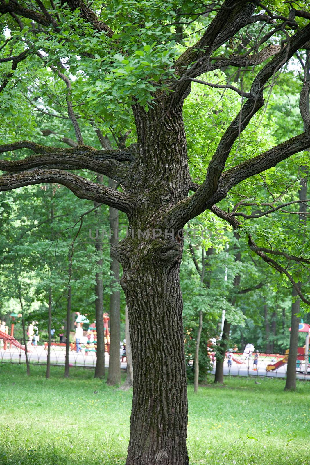 Oak tree by Angorius