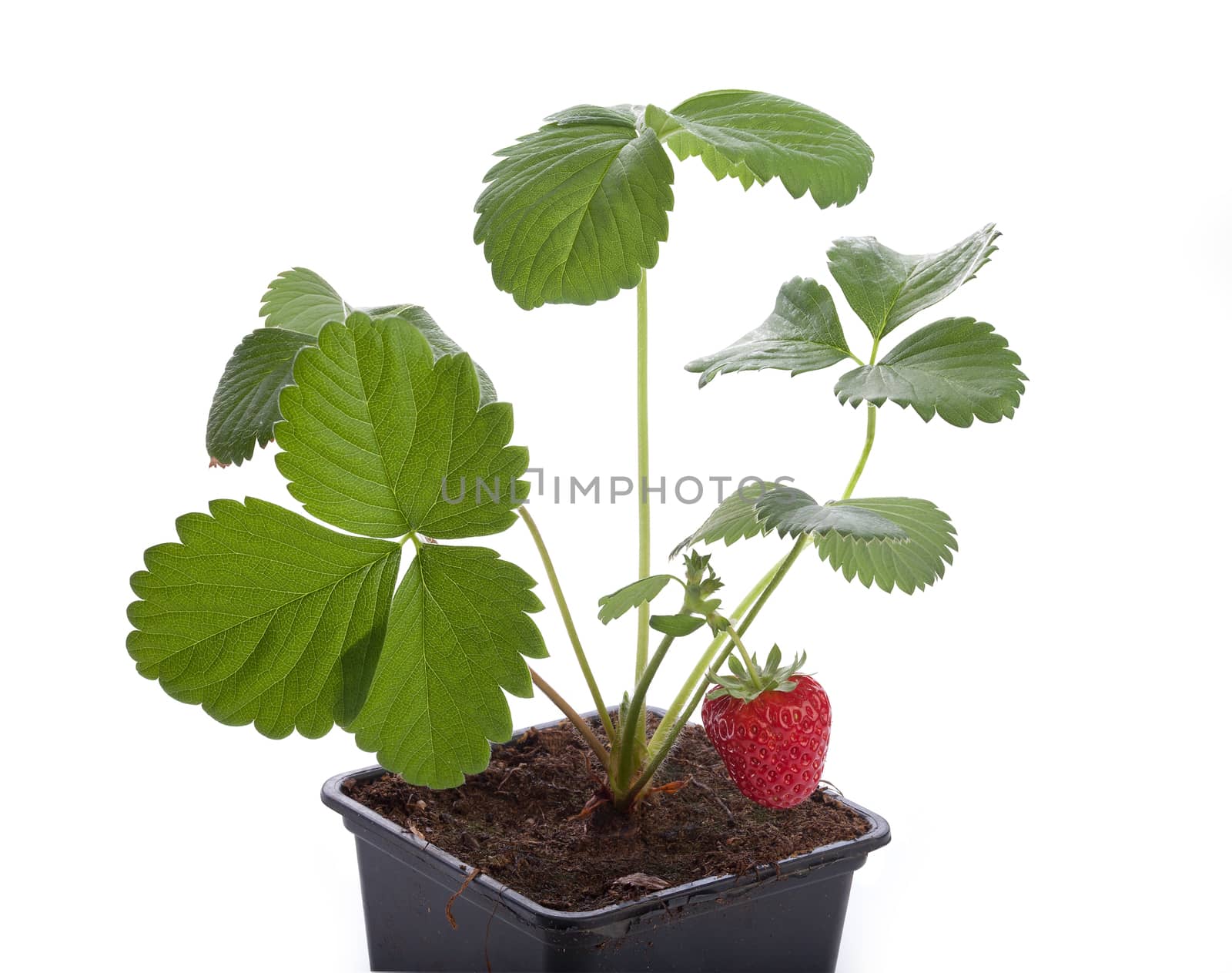 Isolated bush of wild strawberry in the soil