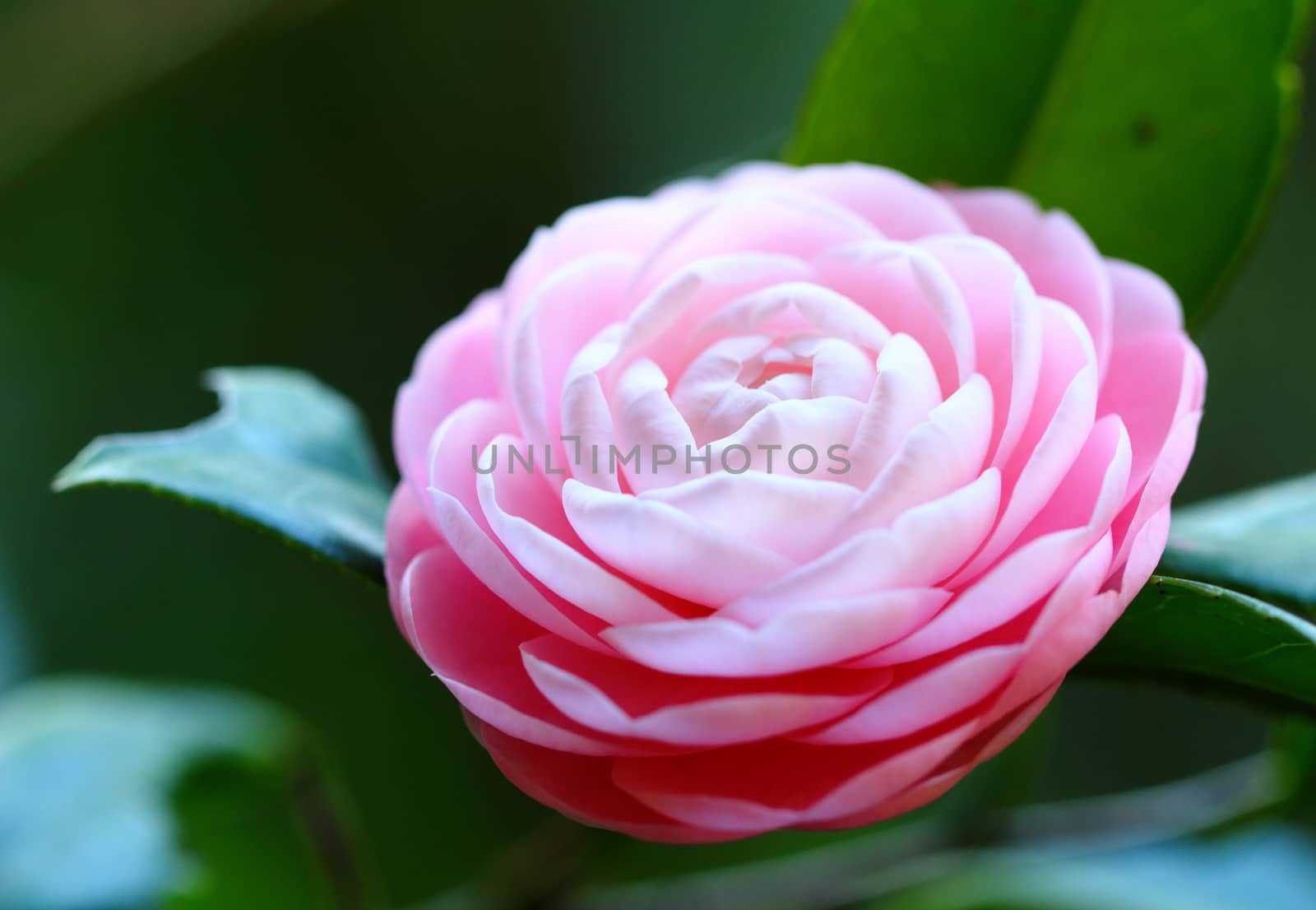 Camellia by leungchopan