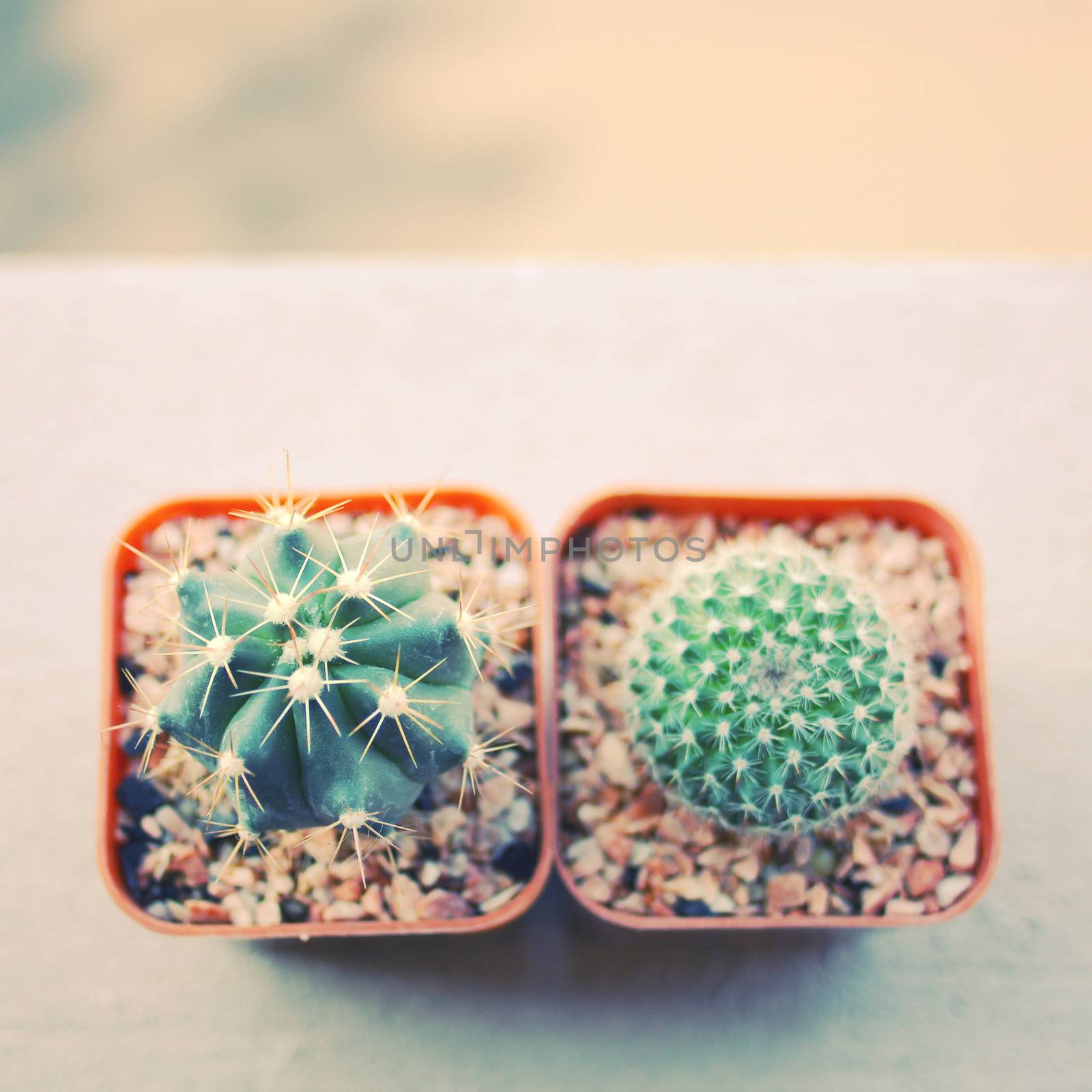 Various of cactus for decorated with retro filter effect 