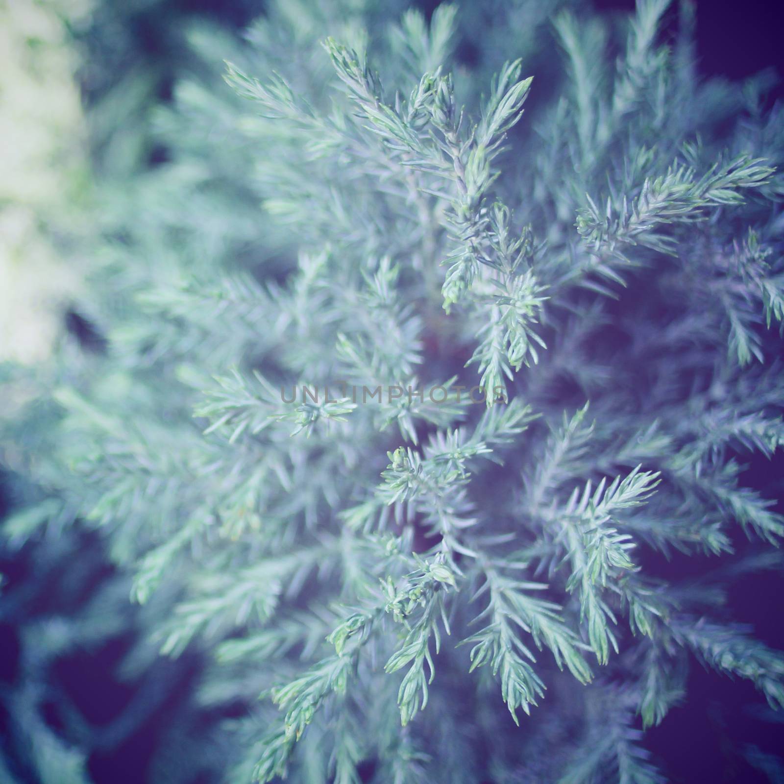 Fresh and green pine tree with retro filter effect