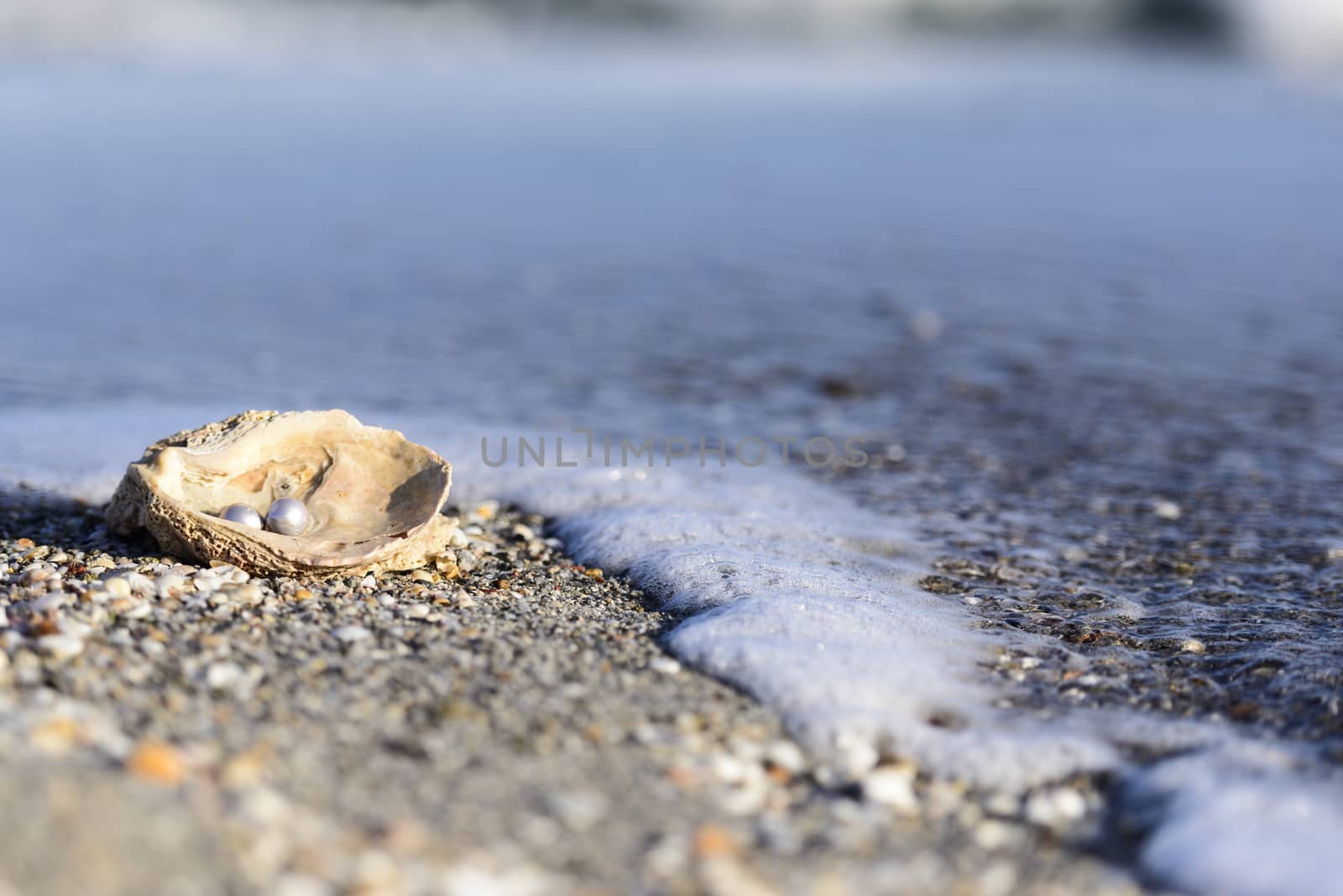 Australian pearls over an old shell on the beach washed by the waves of the sea.