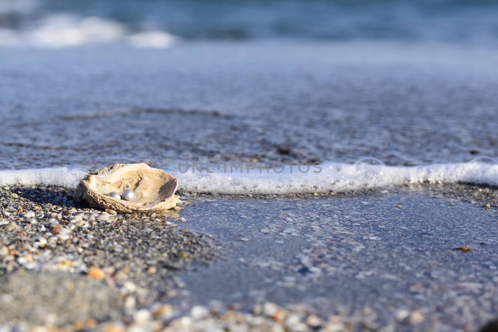 Australian pearls over an old shell on the beach washed by the waves of the sea.