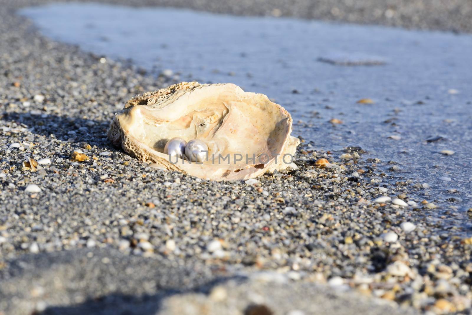 Australian pearls over an old shell on the beach washed by the waves of the sea.